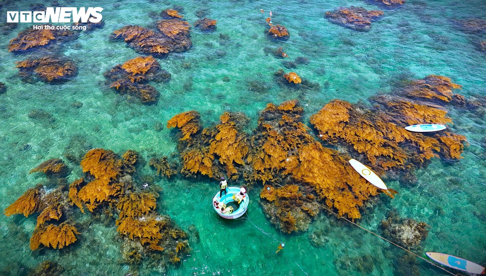 'Trốn' phố thị ồn ào, về Quy Nhơn ngắm rong mơ nhuộm vàng đáy biển - 2