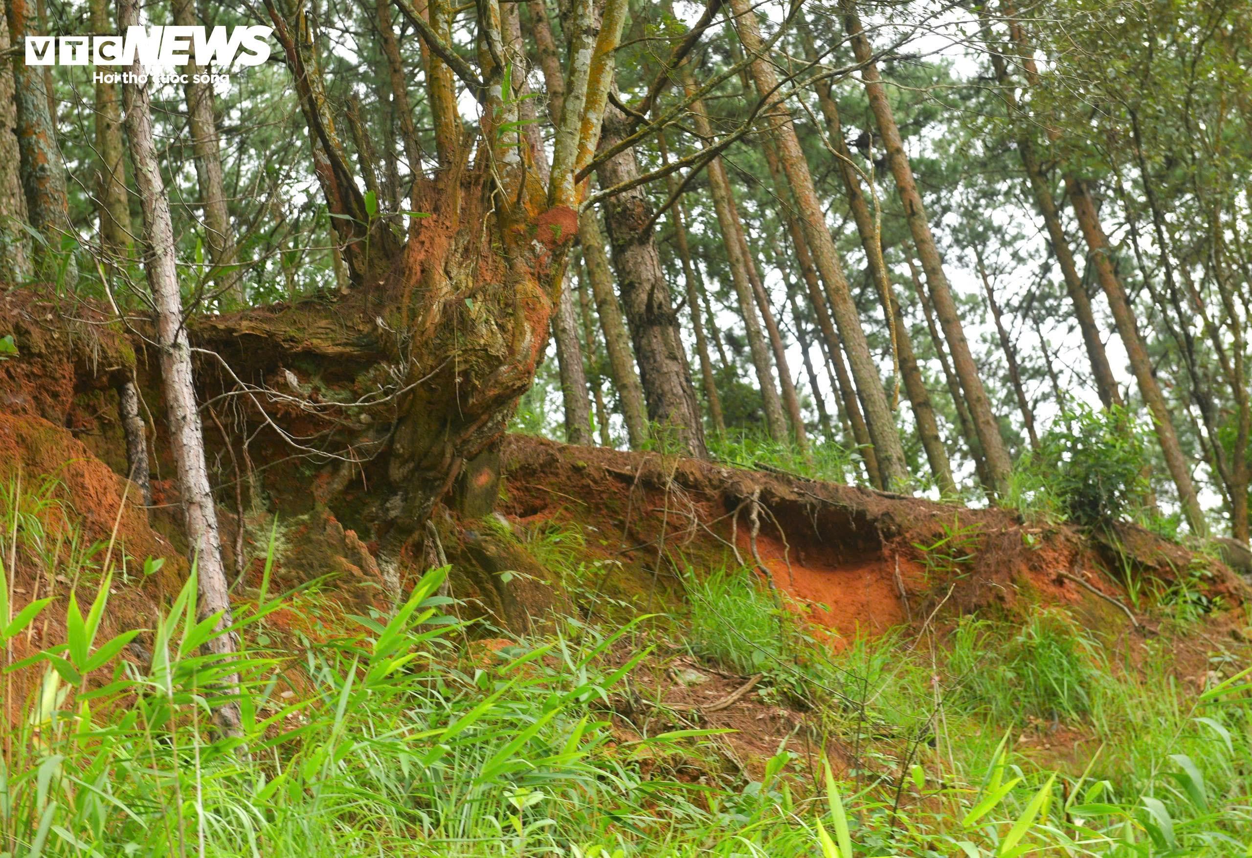 Rùng mình đi dưới những quả đồi chực chờ sạt lở ở Đà Lạt - 12