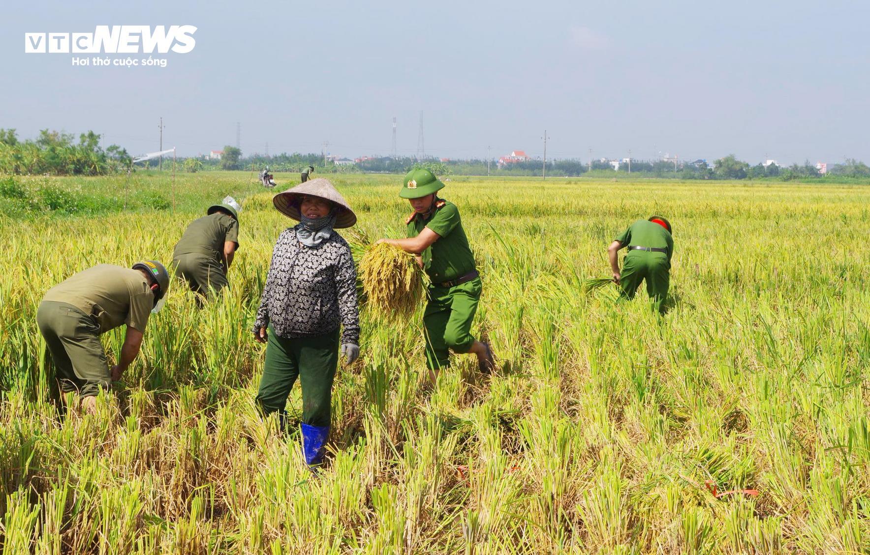 Công an lội ruộng giúp dân gặt lúa 'chạy bão' Matmo - 4