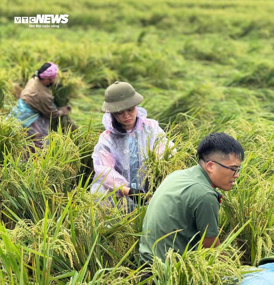 Công an lội ruộng giúp dân gặt lúa 'chạy bão' Matmo - 8