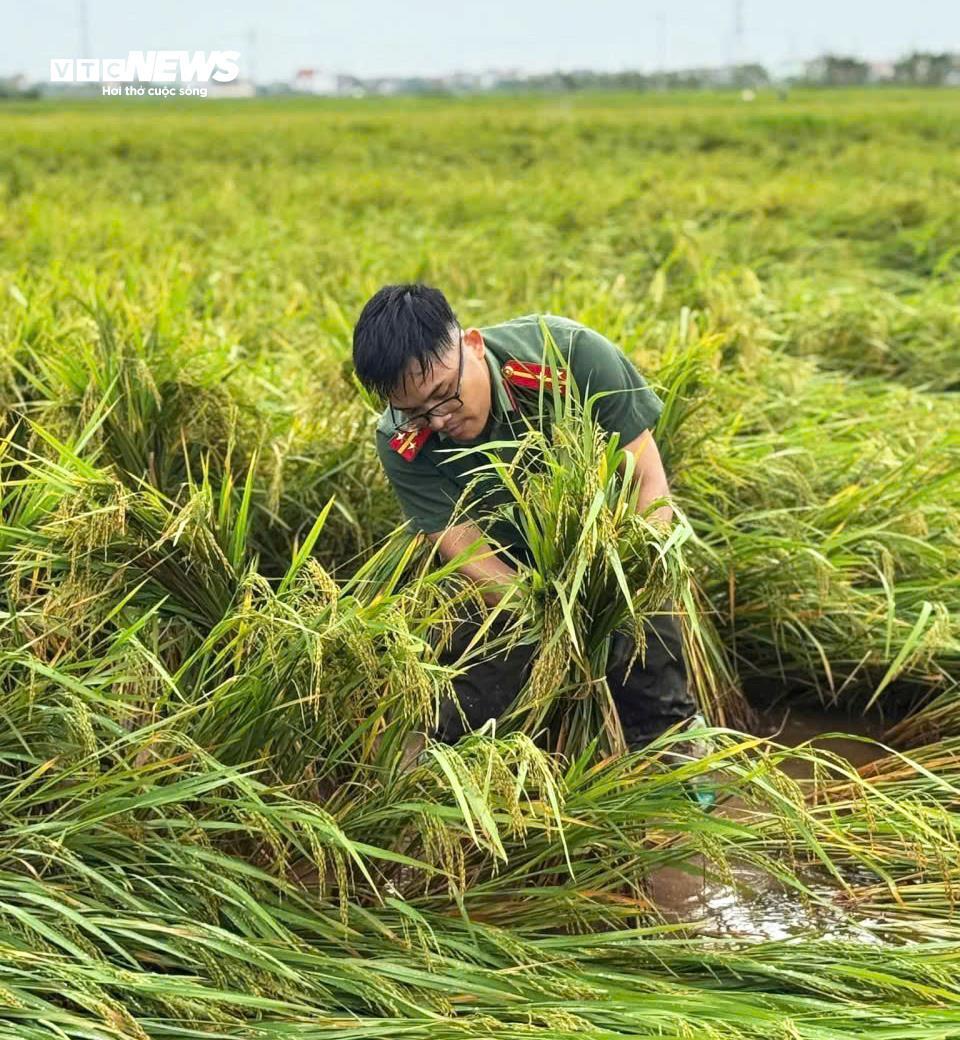 Công an lội ruộng giúp dân gặt lúa 'chạy bão' Matmo - 9