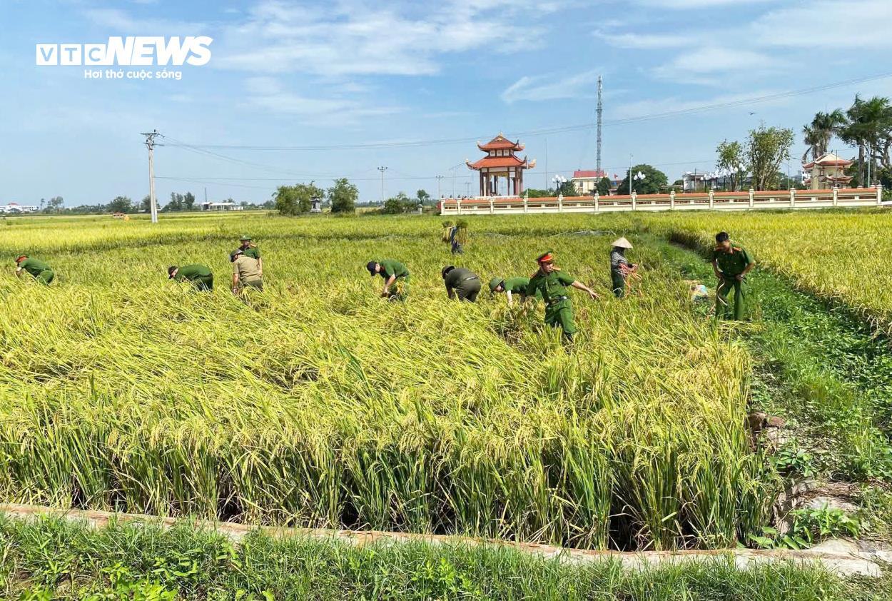 Công an lội ruộng giúp dân gặt lúa 'chạy bão' Matmo - 5