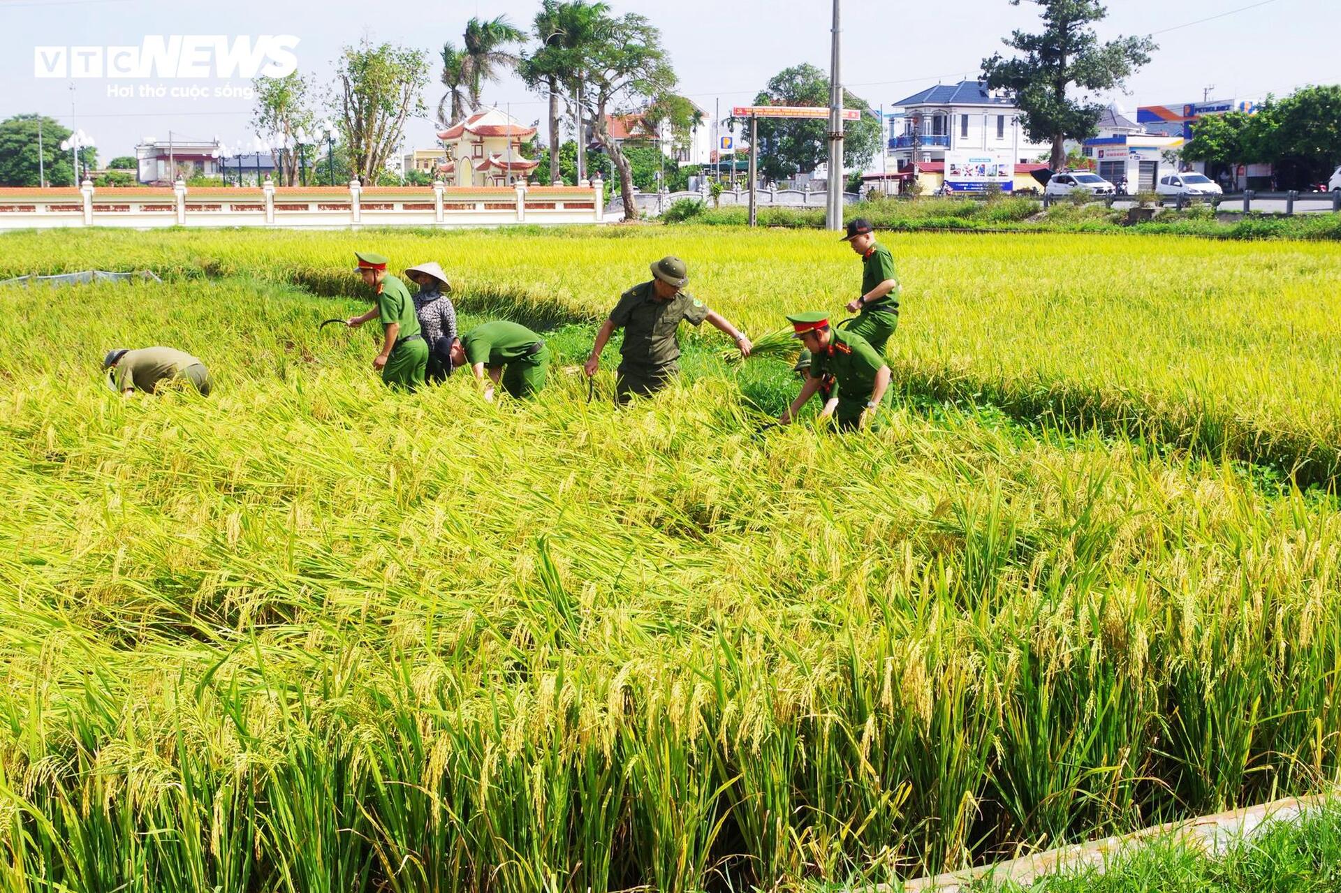 Công an lội ruộng giúp dân gặt lúa 'chạy bão' Matmo - 1