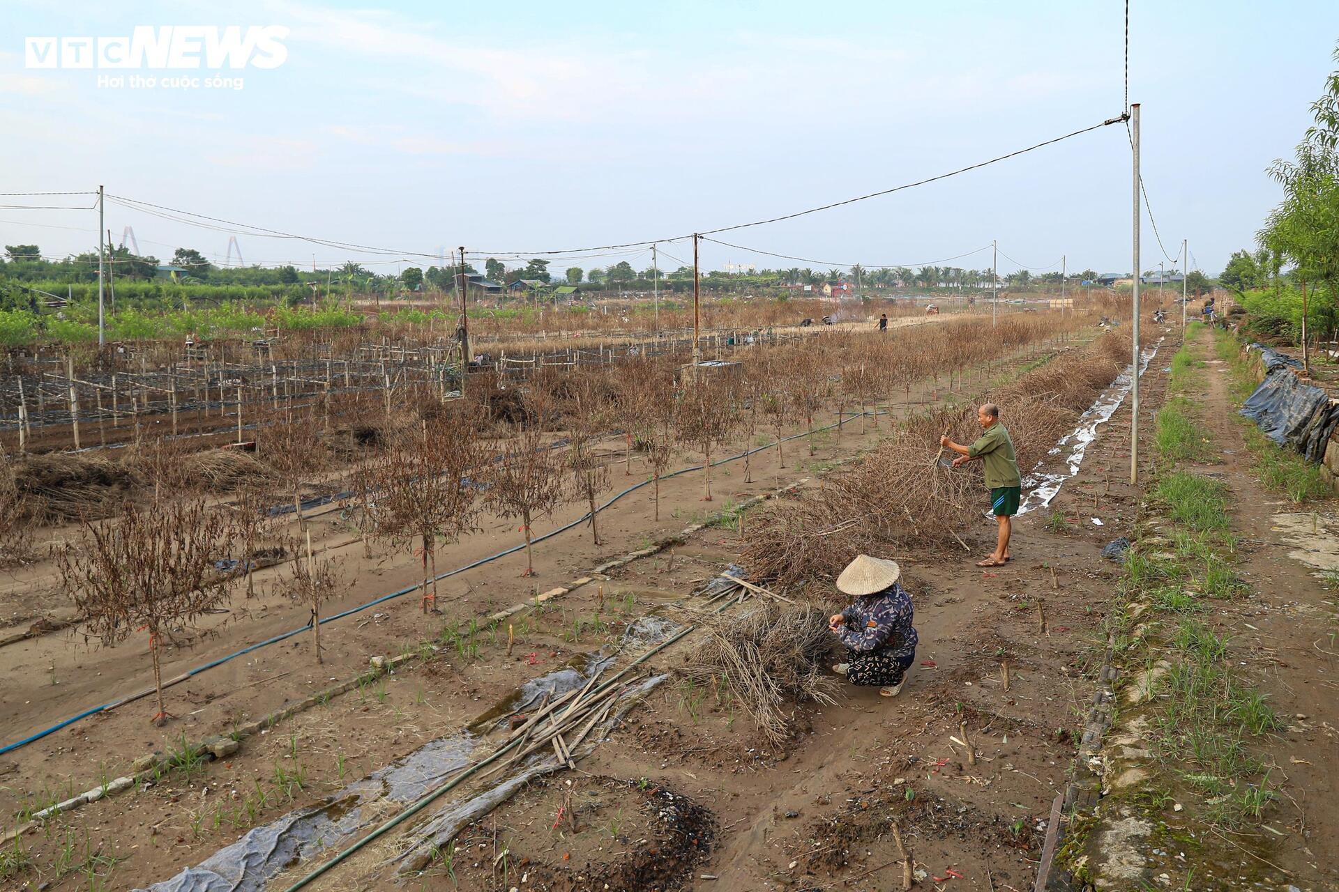 Làng đào Nhật Tân tan hoang sau lũ - 6