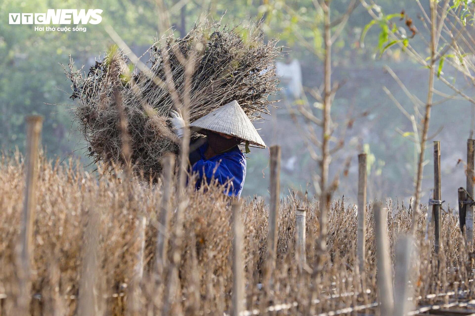 Làng đào Nhật Tân tan hoang sau lũ - 15