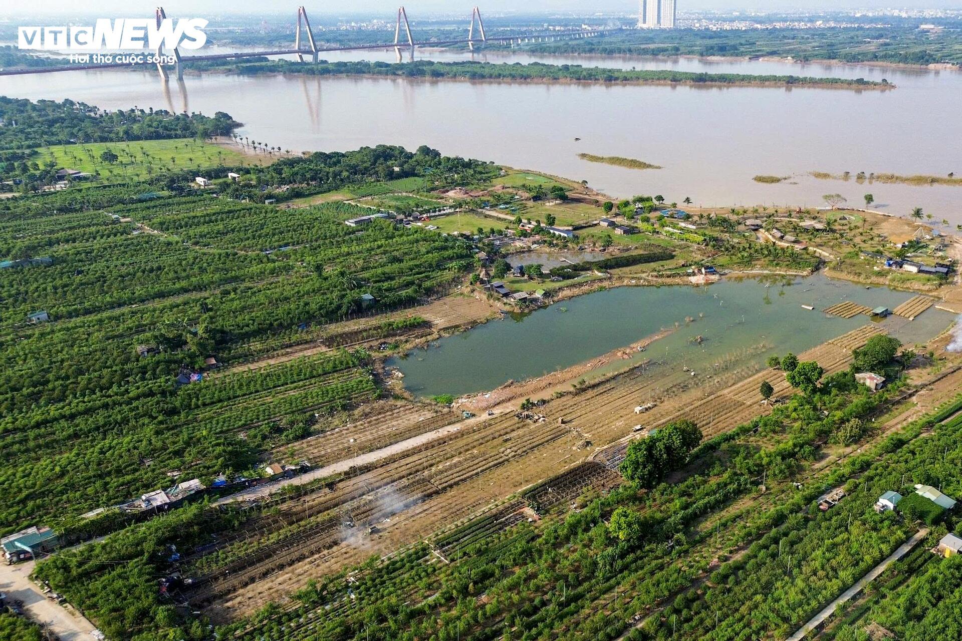 Làng đào Nhật Tân tan hoang sau lũ - 1