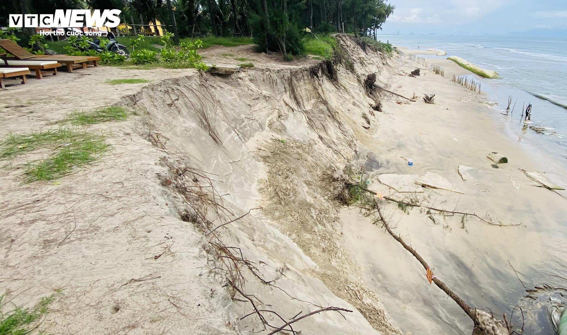 Sóng 'nuốt' đường bêtông, 'ngoạm' bật gốc phi lao, công phá bờ biển Hội An - 8