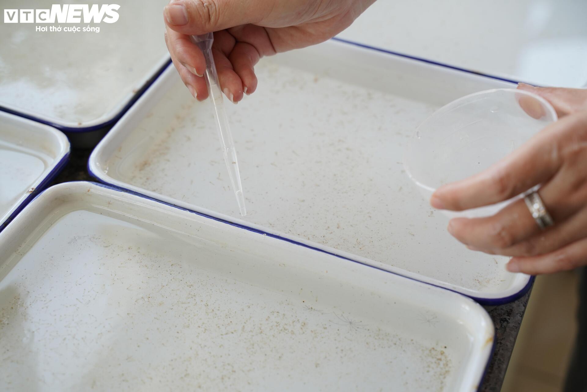 Bên trong 'công xưởng' nuôi muỗi để dập dịch sốt xuất huyết - 6