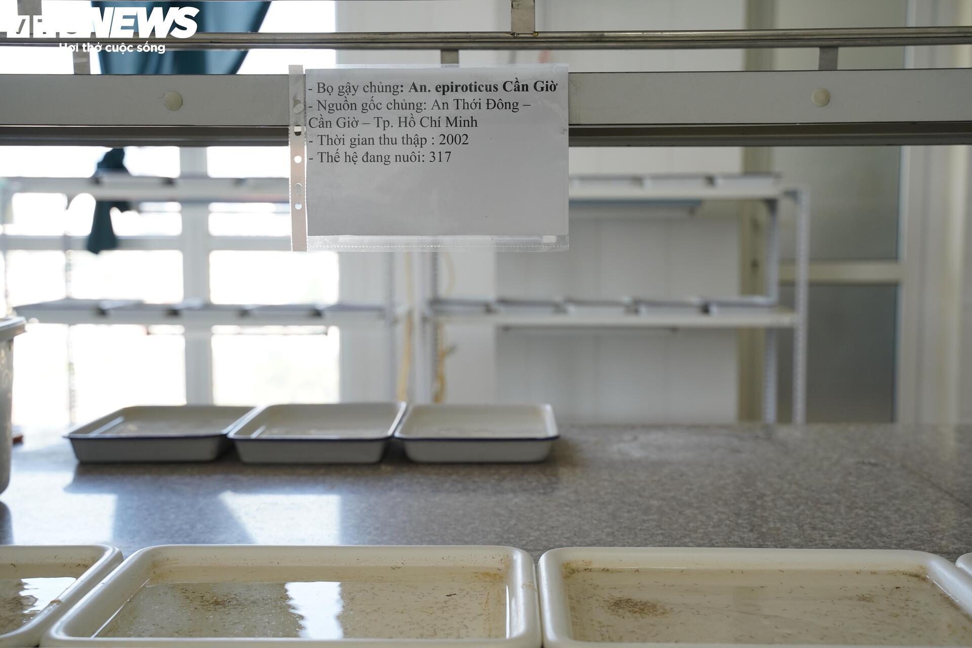 Bên trong 'công xưởng' nuôi muỗi để dập dịch sốt xuất huyết - 10