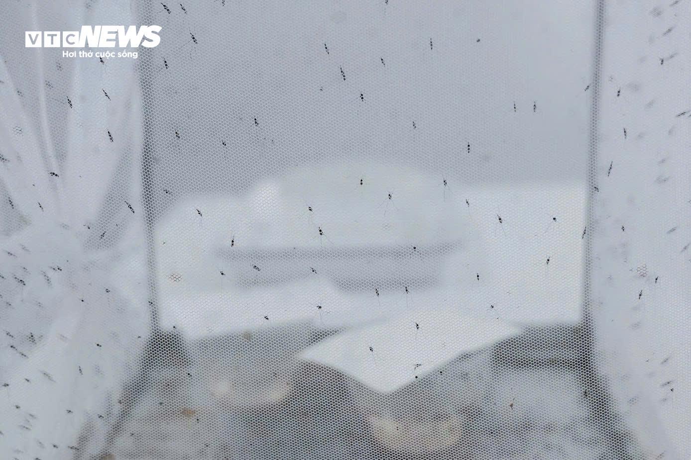 Bên trong 'công xưởng' nuôi muỗi để dập dịch sốt xuất huyết - 4