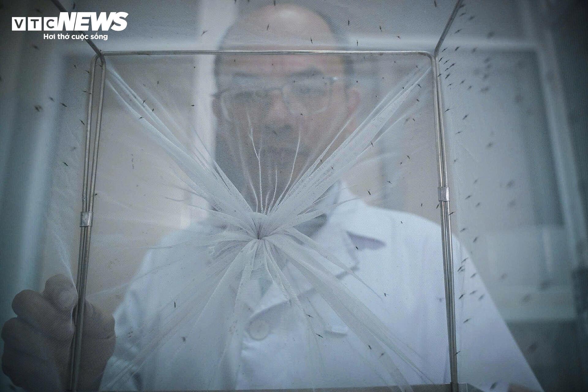 Bên trong 'công xưởng' nuôi muỗi để dập dịch sốt xuất huyết - 1