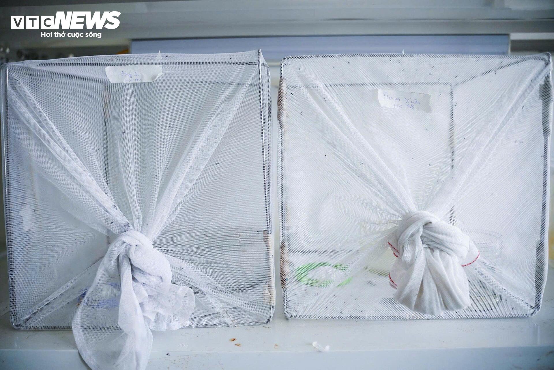 Bên trong 'công xưởng' nuôi muỗi để dập dịch sốt xuất huyết - 2