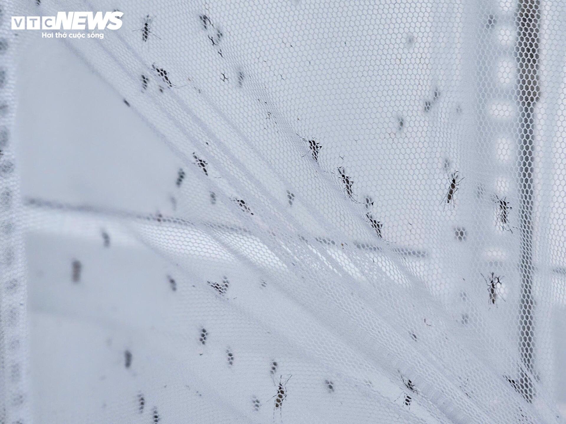 Bên trong 'công xưởng' nuôi muỗi để dập dịch sốt xuất huyết - 7