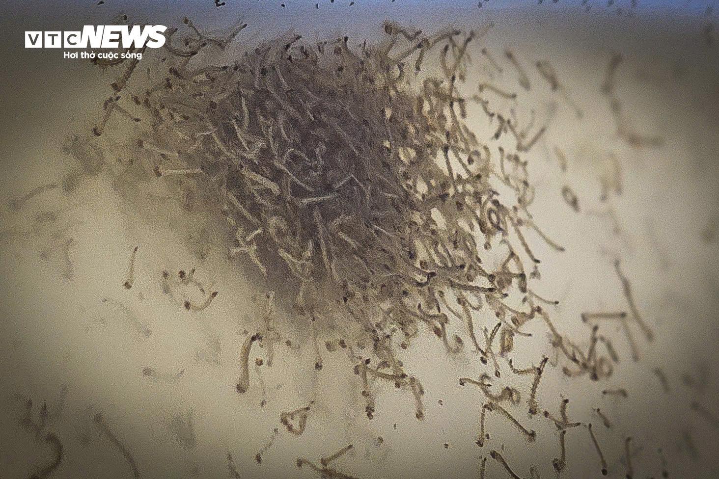 Bên trong 'công xưởng' nuôi muỗi để dập dịch sốt xuất huyết - 3