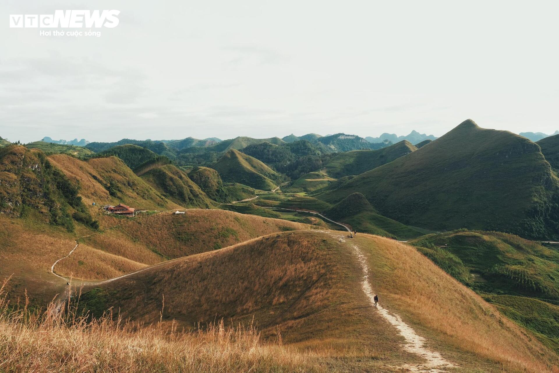 Het seizoen van brandend gras bedekt de Ba Quang-heuvel in het midden van het Cao Bang-bos - 1
