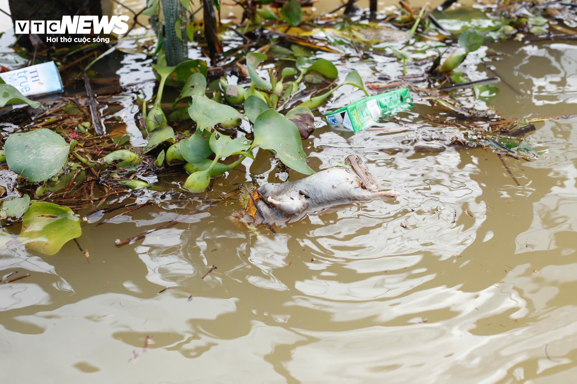 Dân vùng 'rốn lũ' TP Huế vẫn bì bõm trong nước sau trận lụt lịch sử - 6