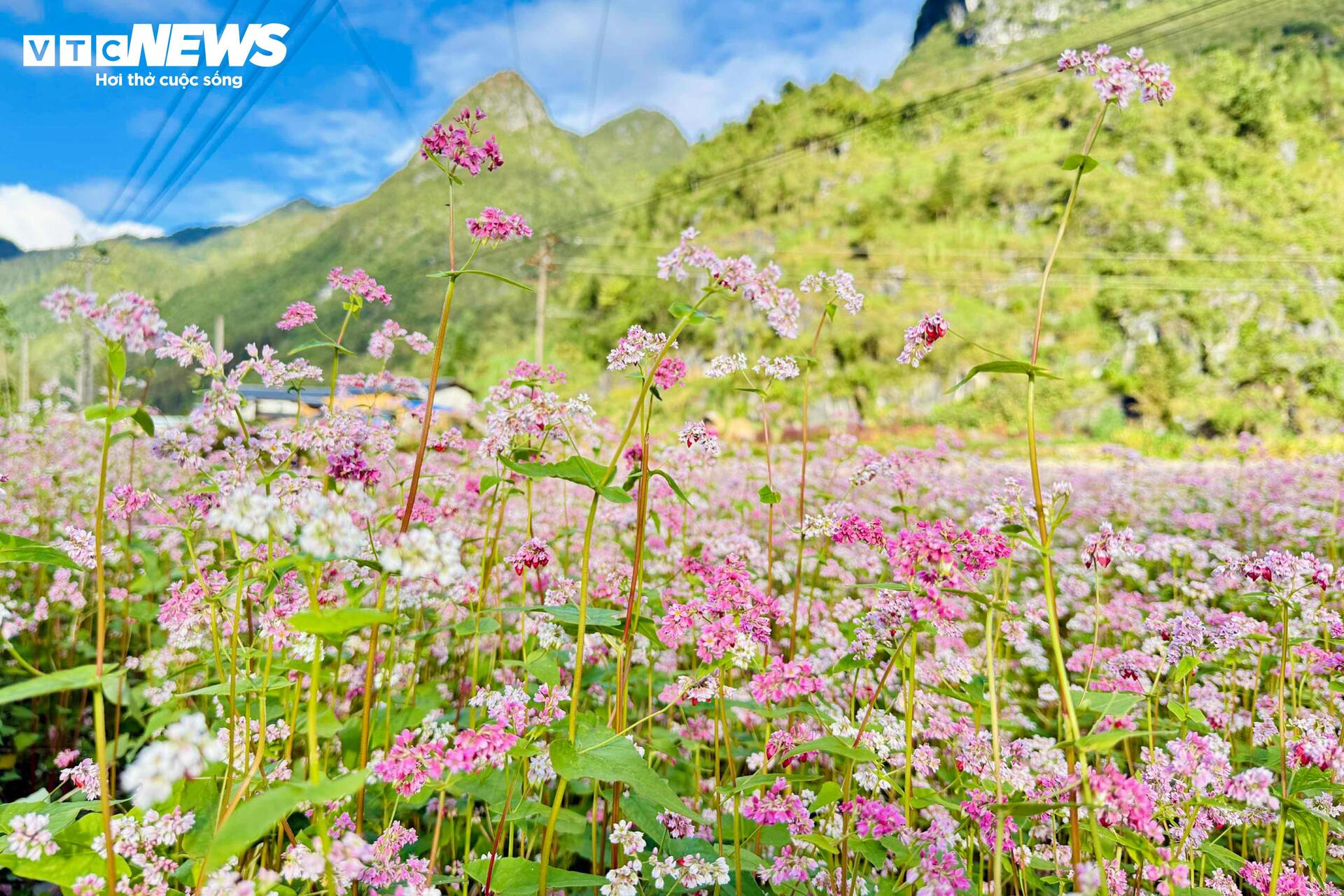 រដូវផ្ការីករីកពេញក្រមុំ នារីៗអញ្ជើញគ្នាទៅដុងវ៉ាន់ ប្រម៉ាញ់ថតរូបស្អាតៗ - ៣