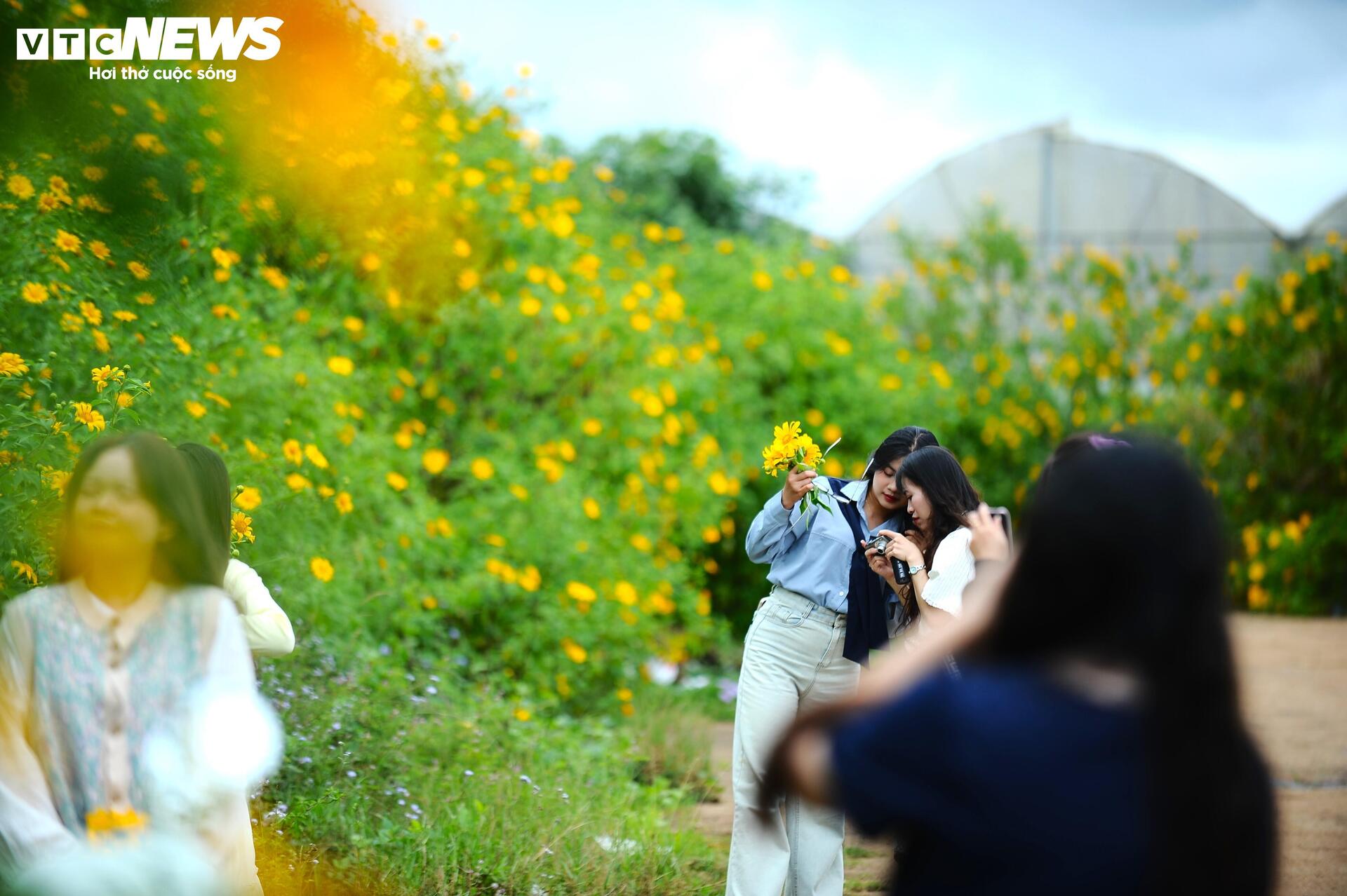 Divoké slunečnice barví horské město Da Lat na žluto v nejkrásnějším ročním období - 1