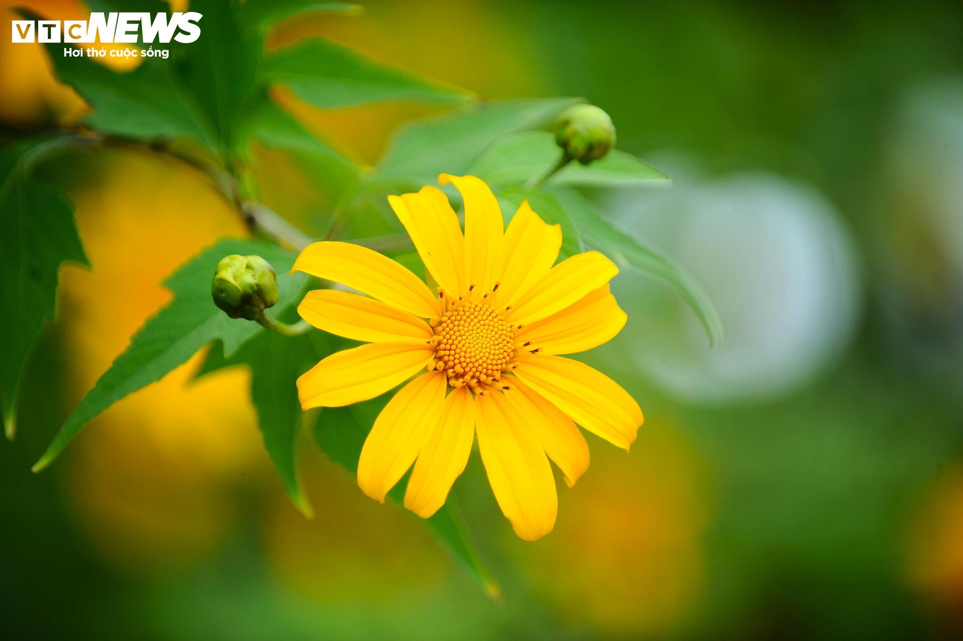 Divoké slunečnice barví horské město Da Lat na žluto v nejkrásnějším ročním období - 13