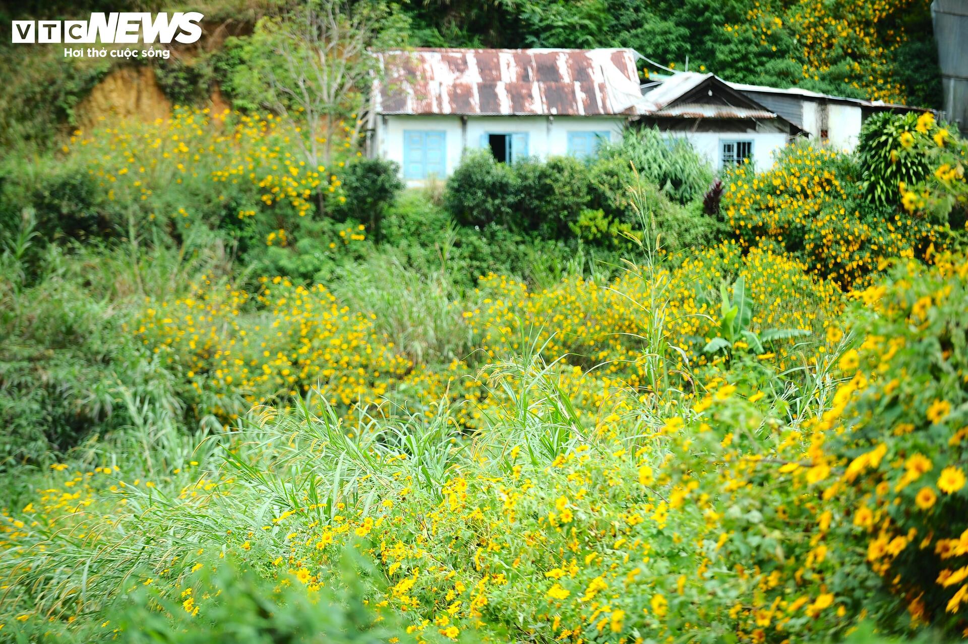 Divoké slunečnice barví horské město Da Lat na žluto v nejkrásnějším ročním období - 5
