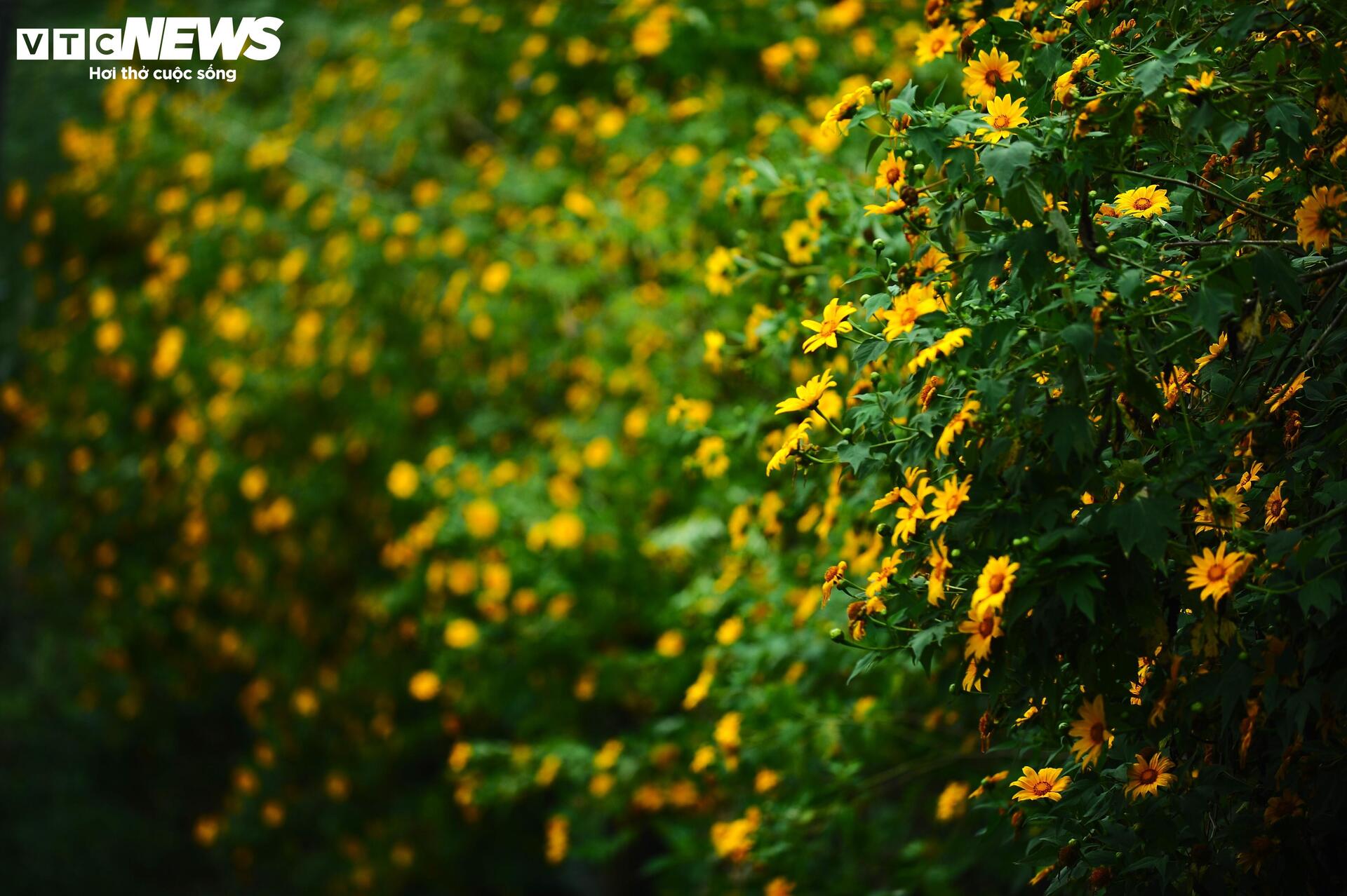 Divoké slunečnice barví horské město Da Lat na žluto v nejkrásnějším ročním období - 10