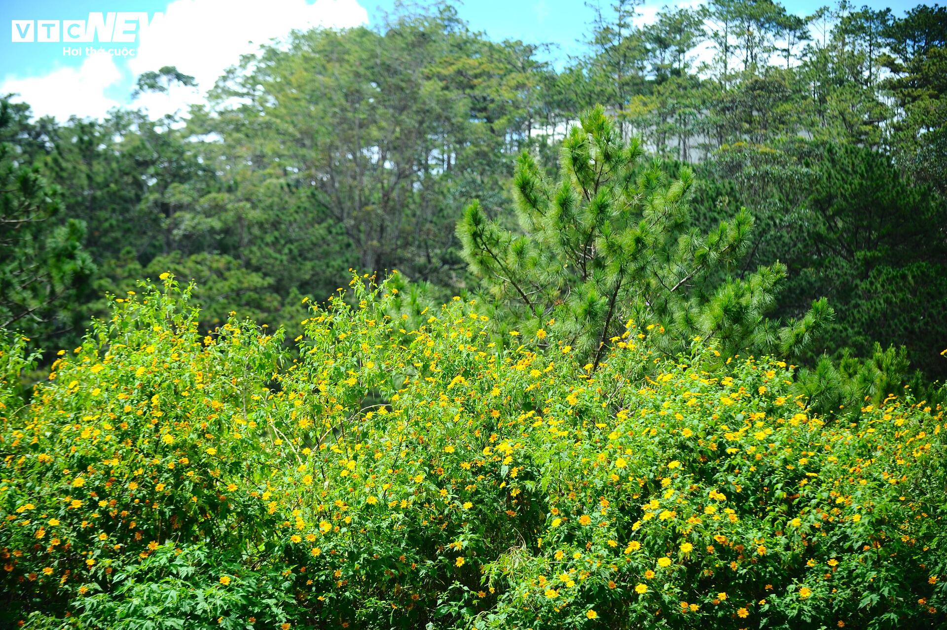 Divoké slunečnice barví horské město Da Lat na žluto v nejkrásnějším ročním období - 16