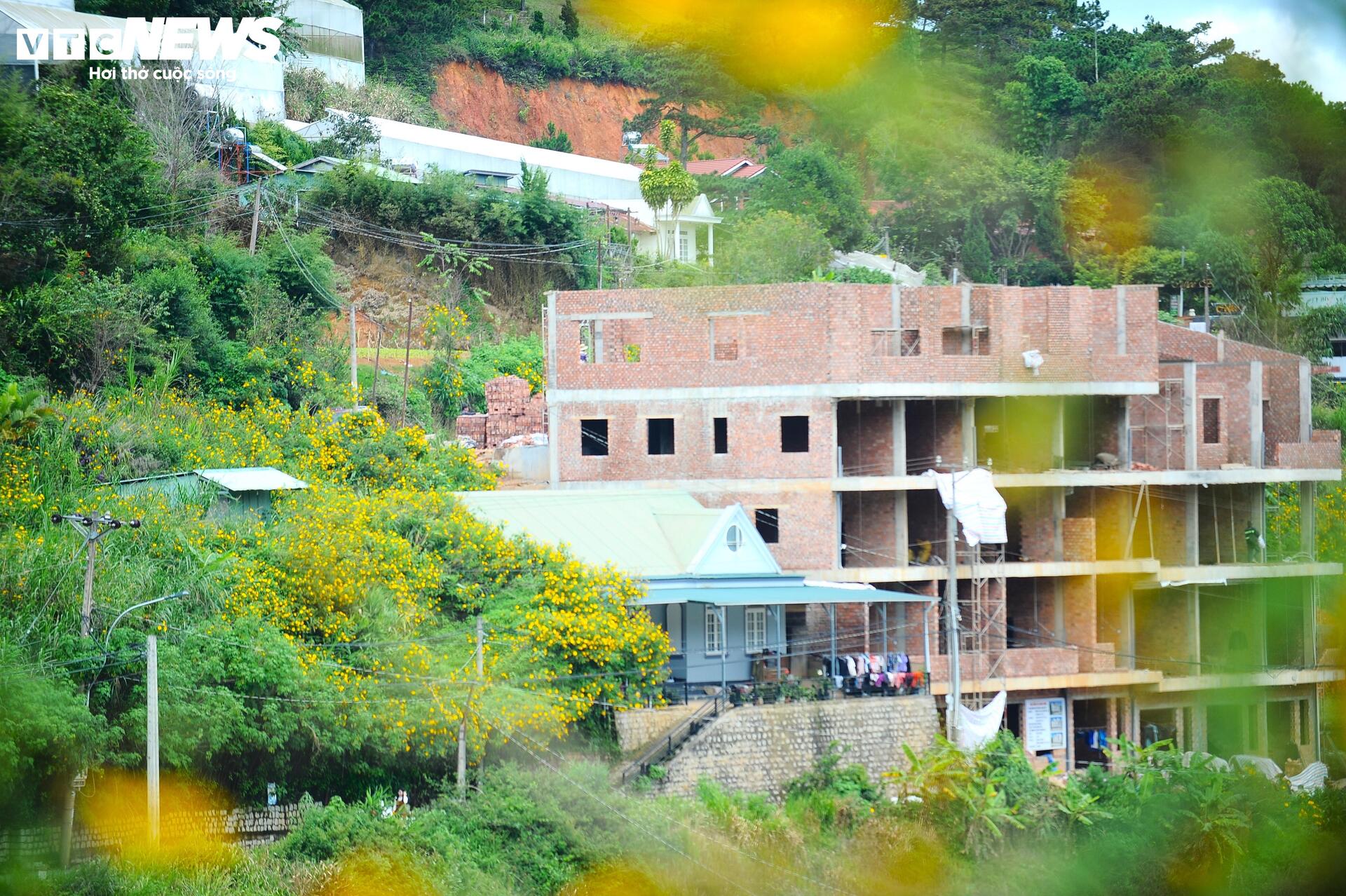 Divoké slunečnice barví horské město Da Lat na žluto v nejkrásnějším ročním období - 18