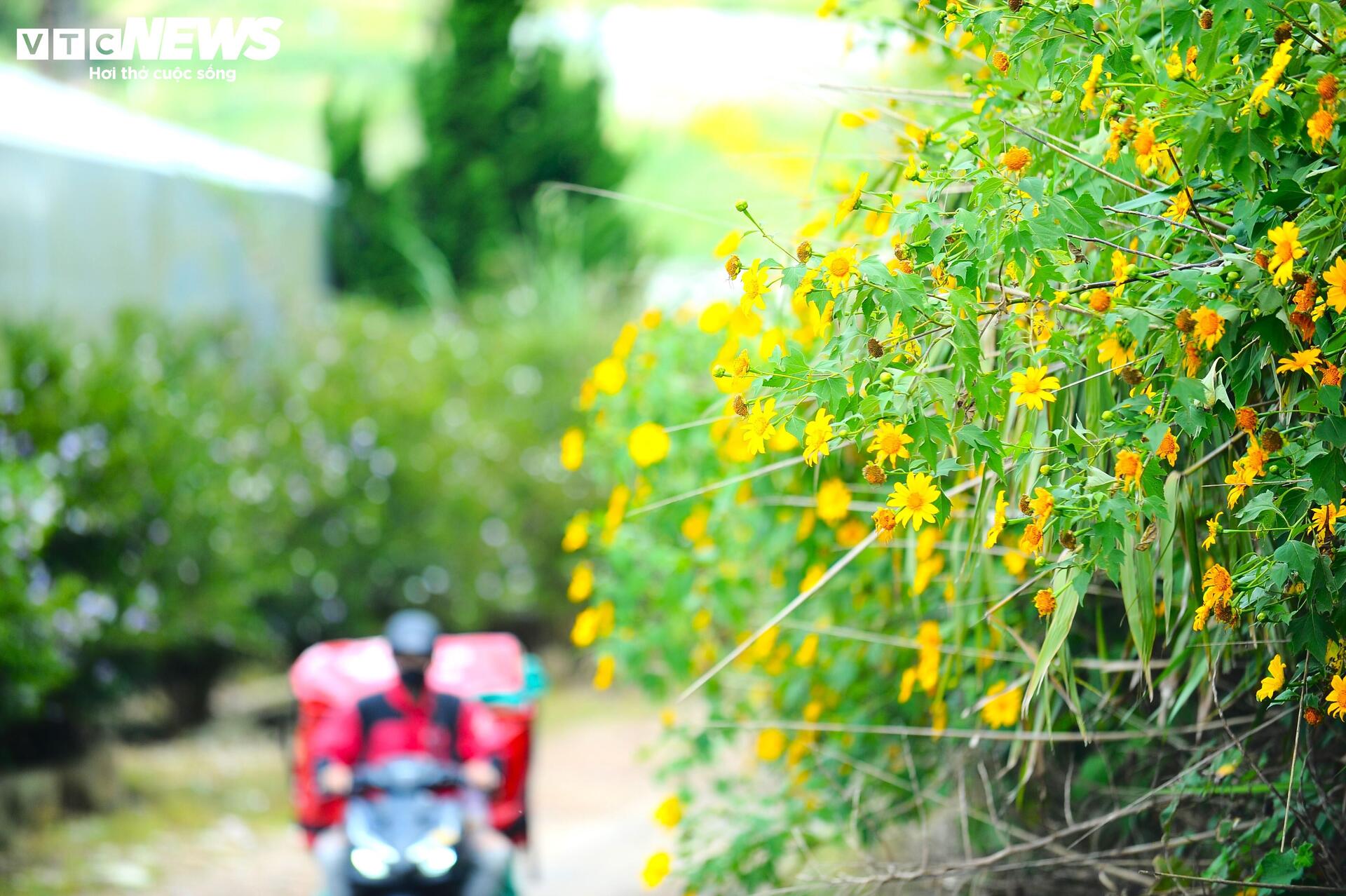 Divoké slunečnice barví horské město Da Lat na žluto v nejkrásnějším ročním období - 15