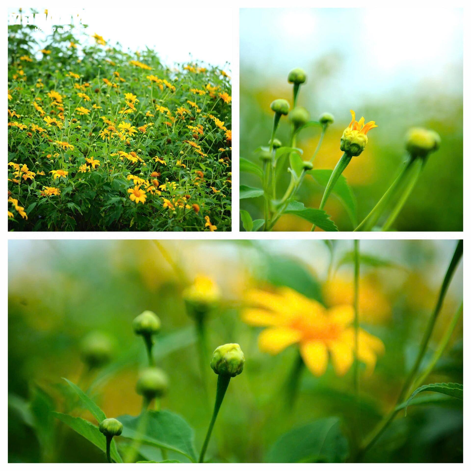 Divoké slunečnice barví horské město Da Lat na žluto v nejkrásnějším ročním období - 11