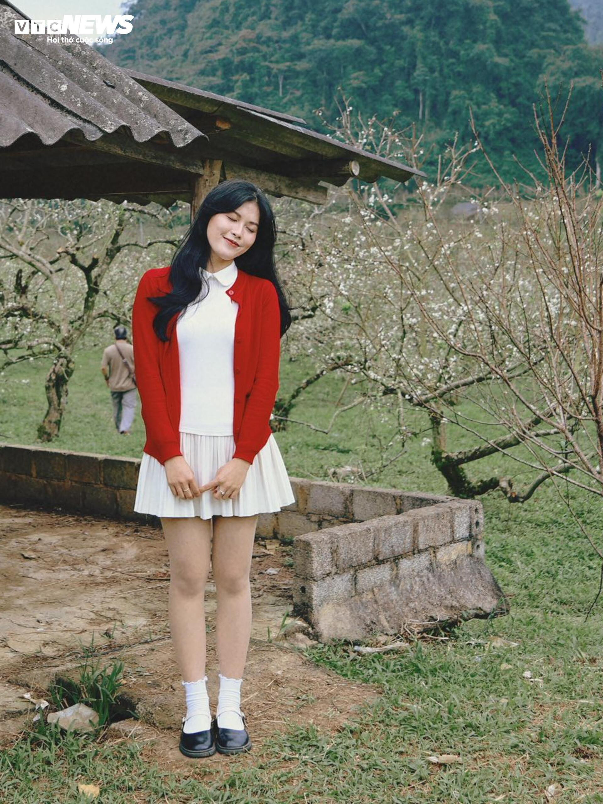 Les fleurs de prunier éclosent tôt, Moc Chau rayonne d'une blancheur immaculée entre novembre et août.