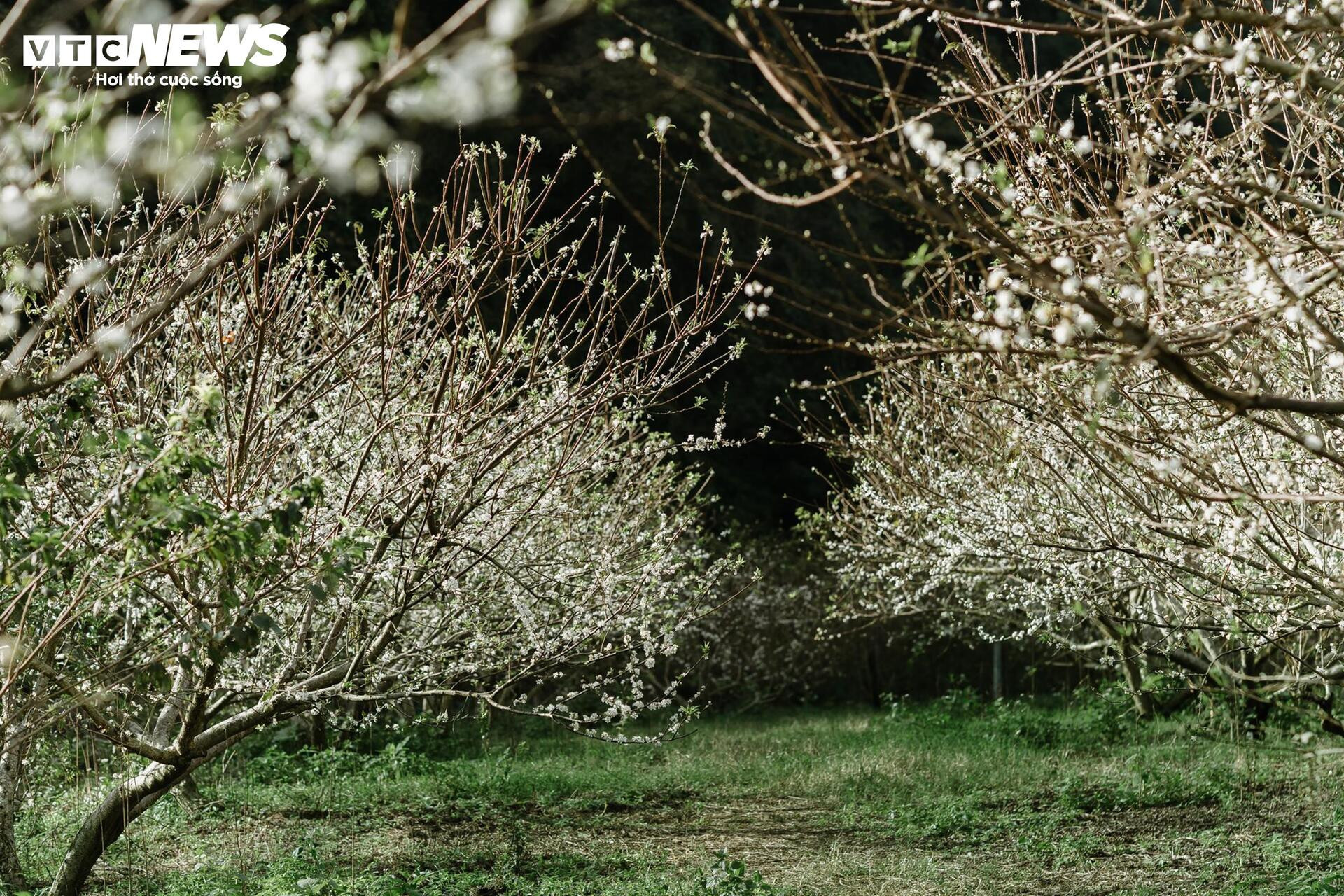 Les fleurs de prunier éclosent tôt, le Moc Chau rayonne d'un blanc pur à la mi-novembre - 1