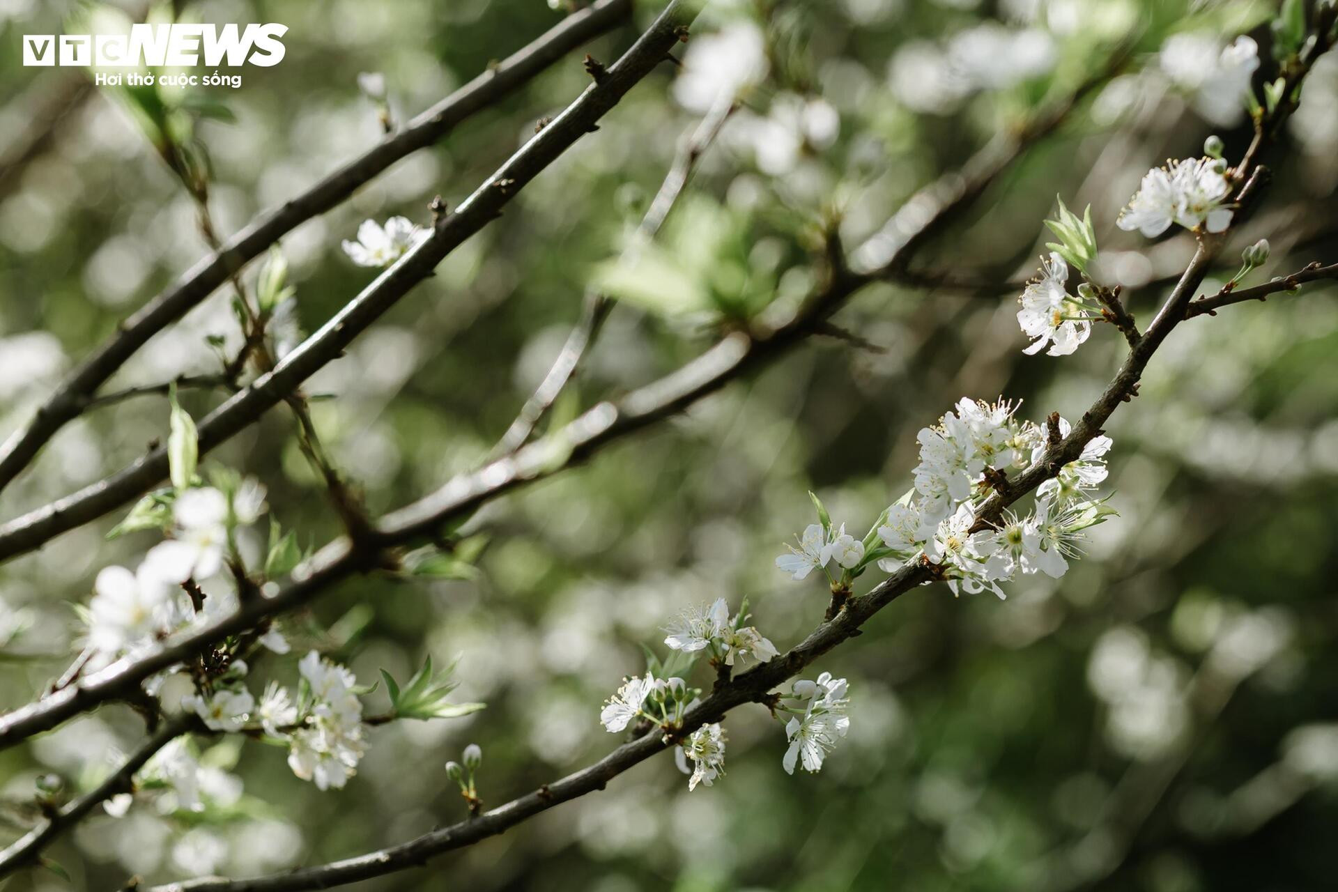 Les fleurs de prunier éclosent tôt, le Moc Chau rayonne d'une blancheur immaculée entre novembre et février.