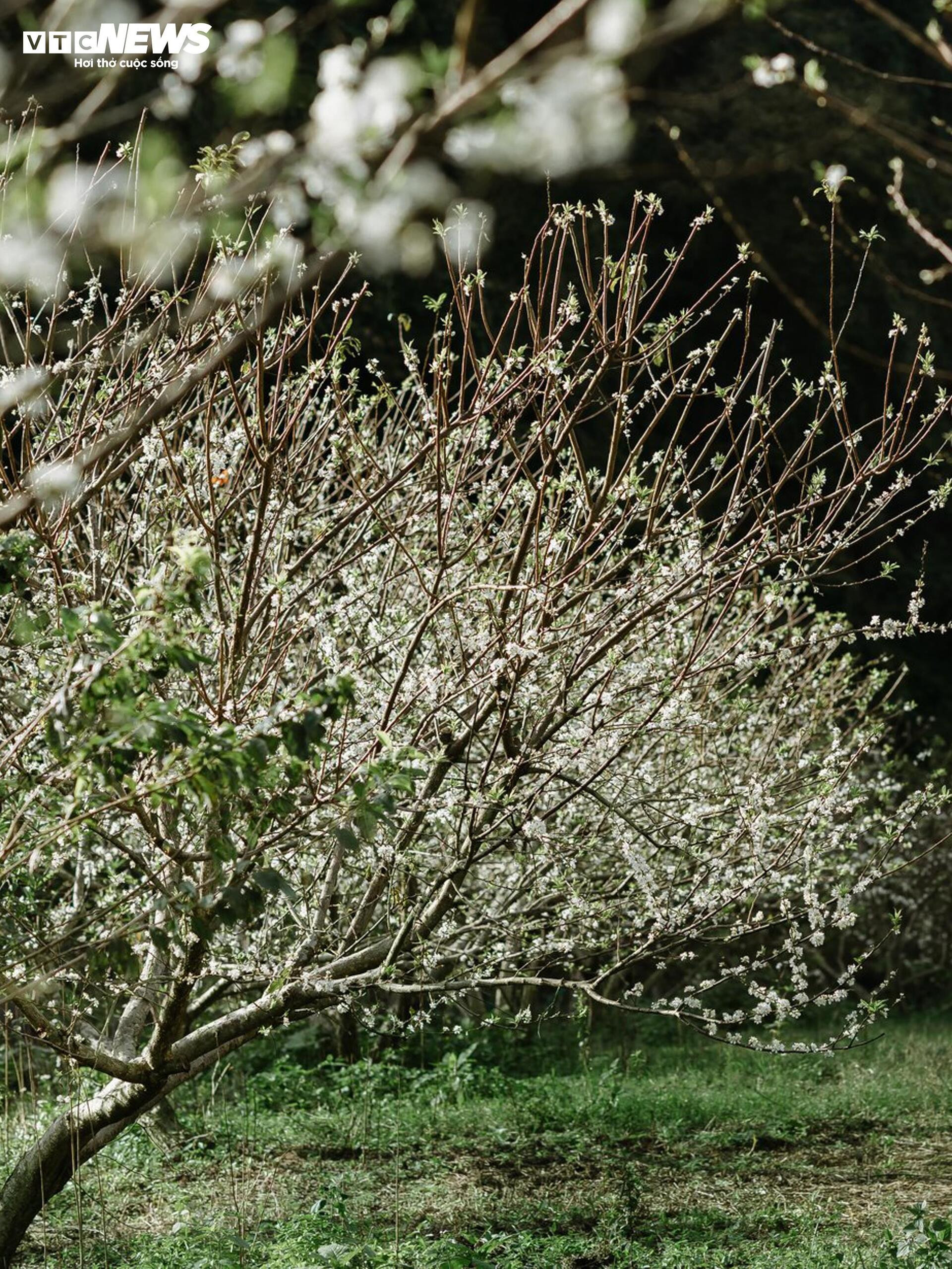 Les fleurs de prunier s'épanouissent tôt, le Moc Chau rayonne d'une blancheur immaculée entre novembre et mars.