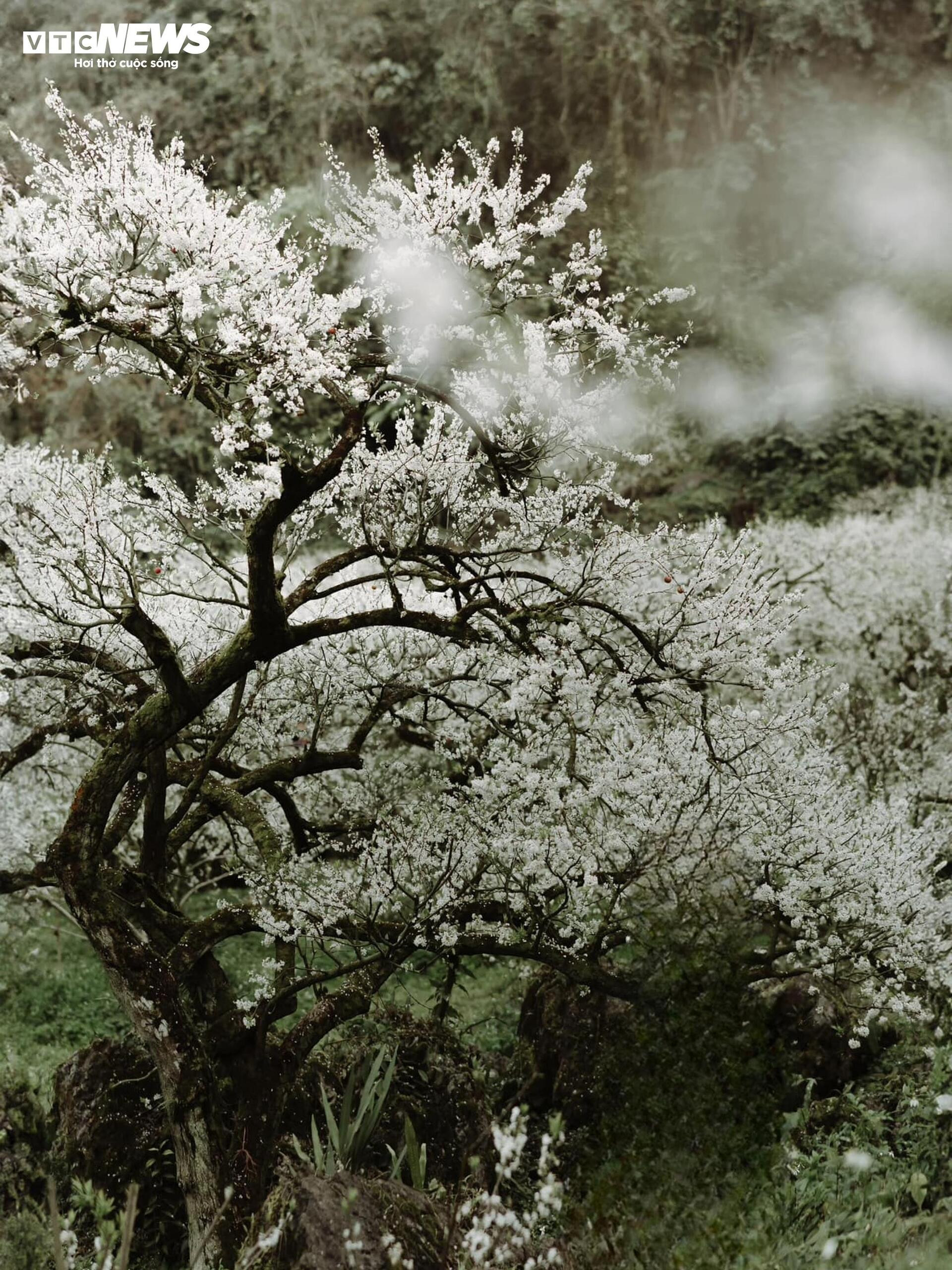 Les fleurs de prunier éclosent tôt, Moc Chau rayonne d'une blancheur immaculée entre novembre et avril