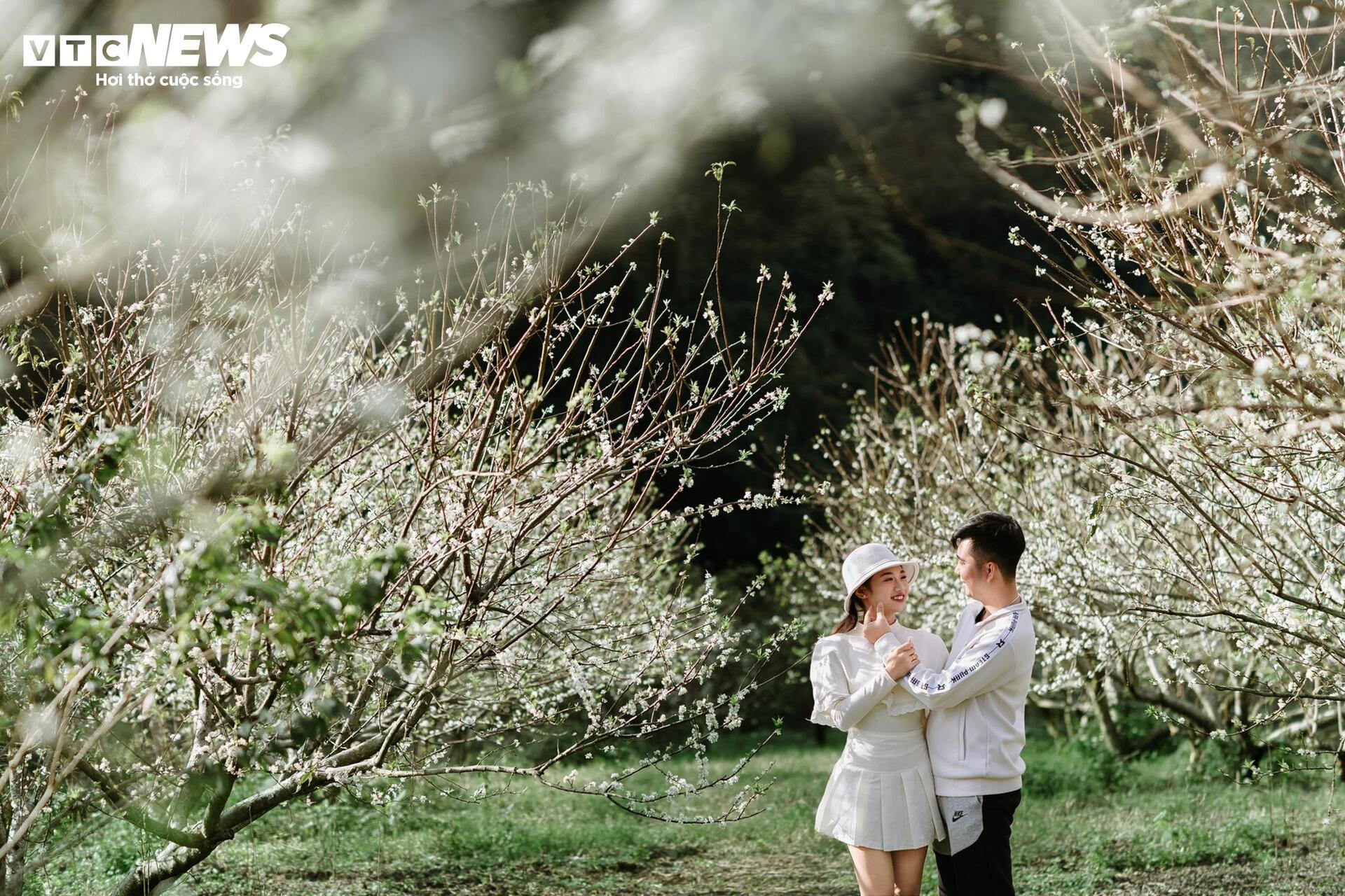 Les fleurs de prunier éclosent tôt, Moc Chau rayonne d'une blancheur immaculée entre novembre et mai.