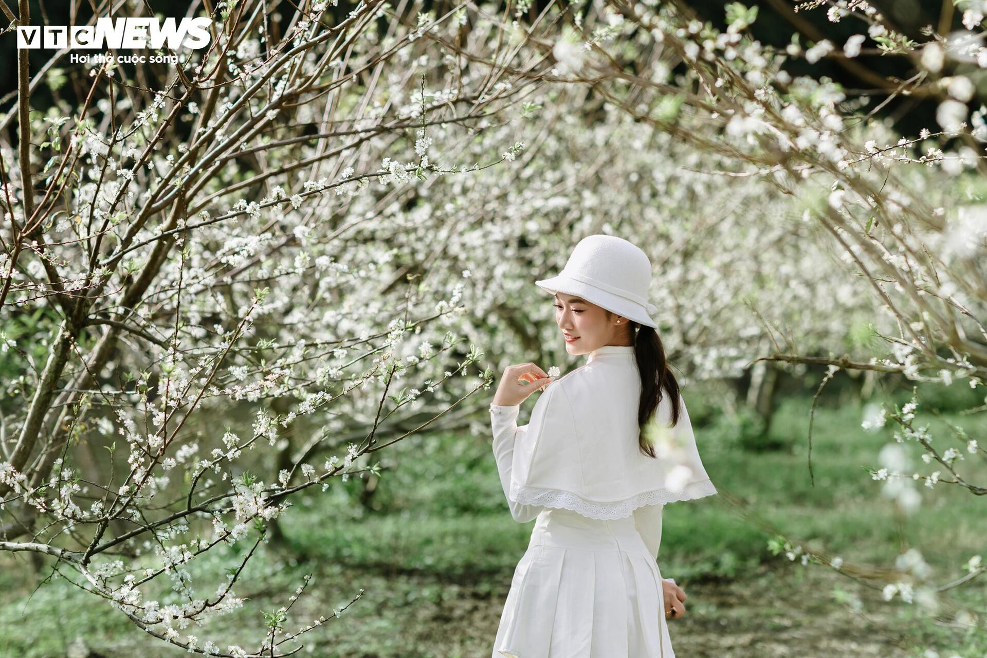 Les fleurs de prunier s'épanouissent tôt, le Moc Chau rayonne d'une blancheur immaculée entre novembre et juin.
