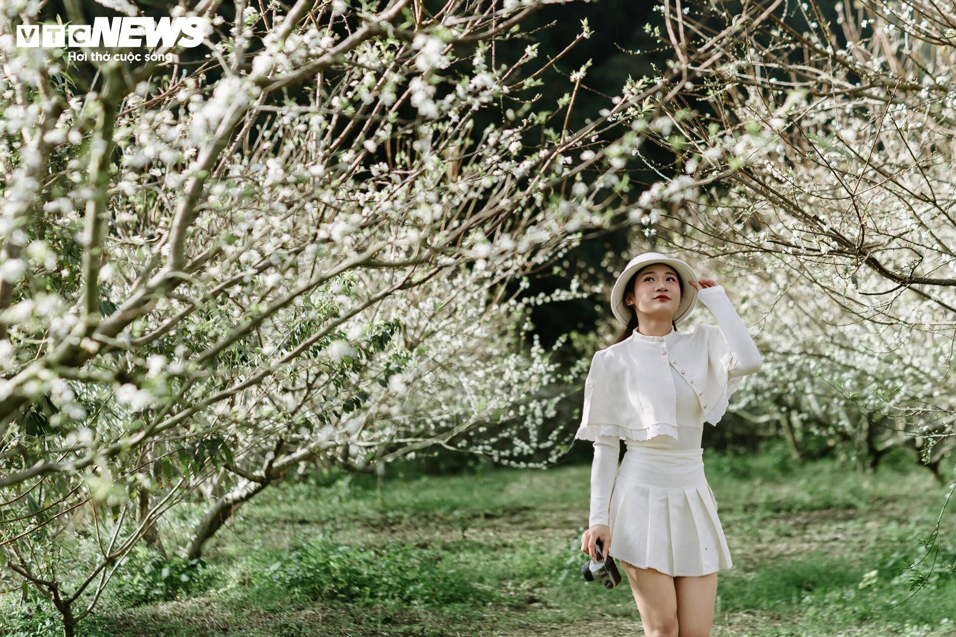 Les fleurs de prunier éclosent tôt, Moc Chau rayonne d'une blancheur immaculée entre novembre et juillet
