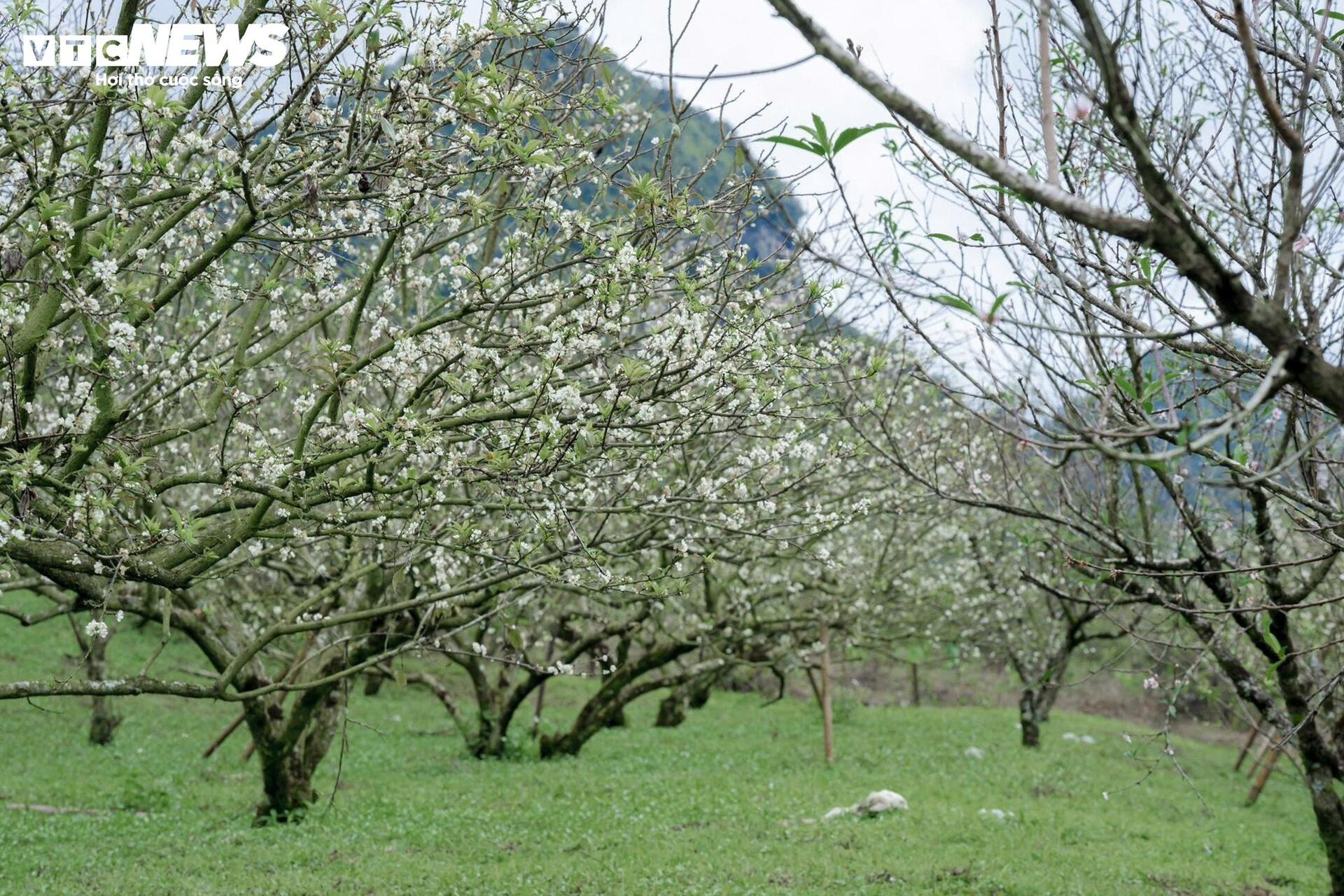 Les fleurs de prunier éclosent tôt, le Moc Chau rayonne d'un blanc pur de mi-novembre à décembre.