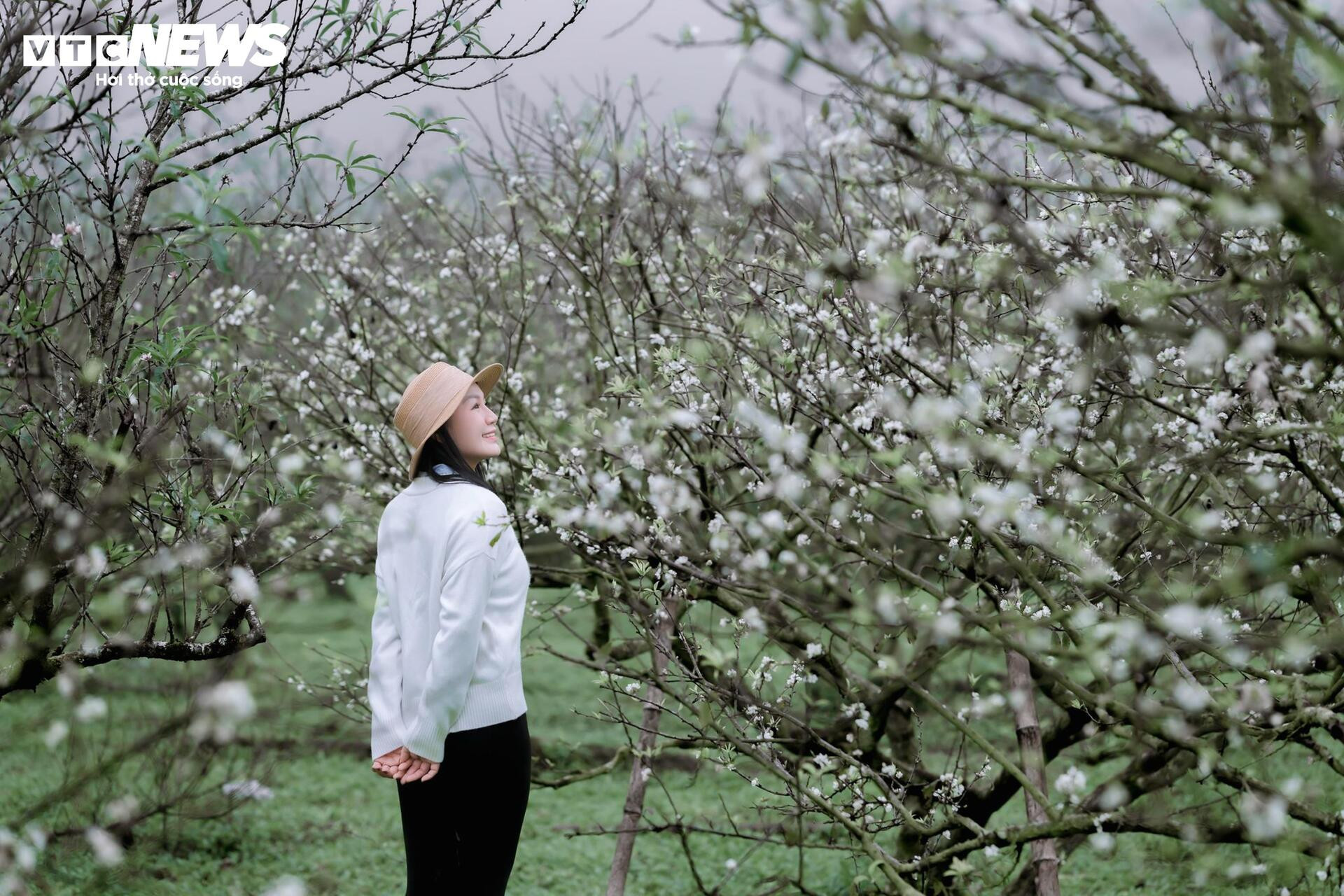 Les fleurs de prunier éclosent tôt, Moc Chau rayonne d'une blancheur immaculée entre novembre et septembre.