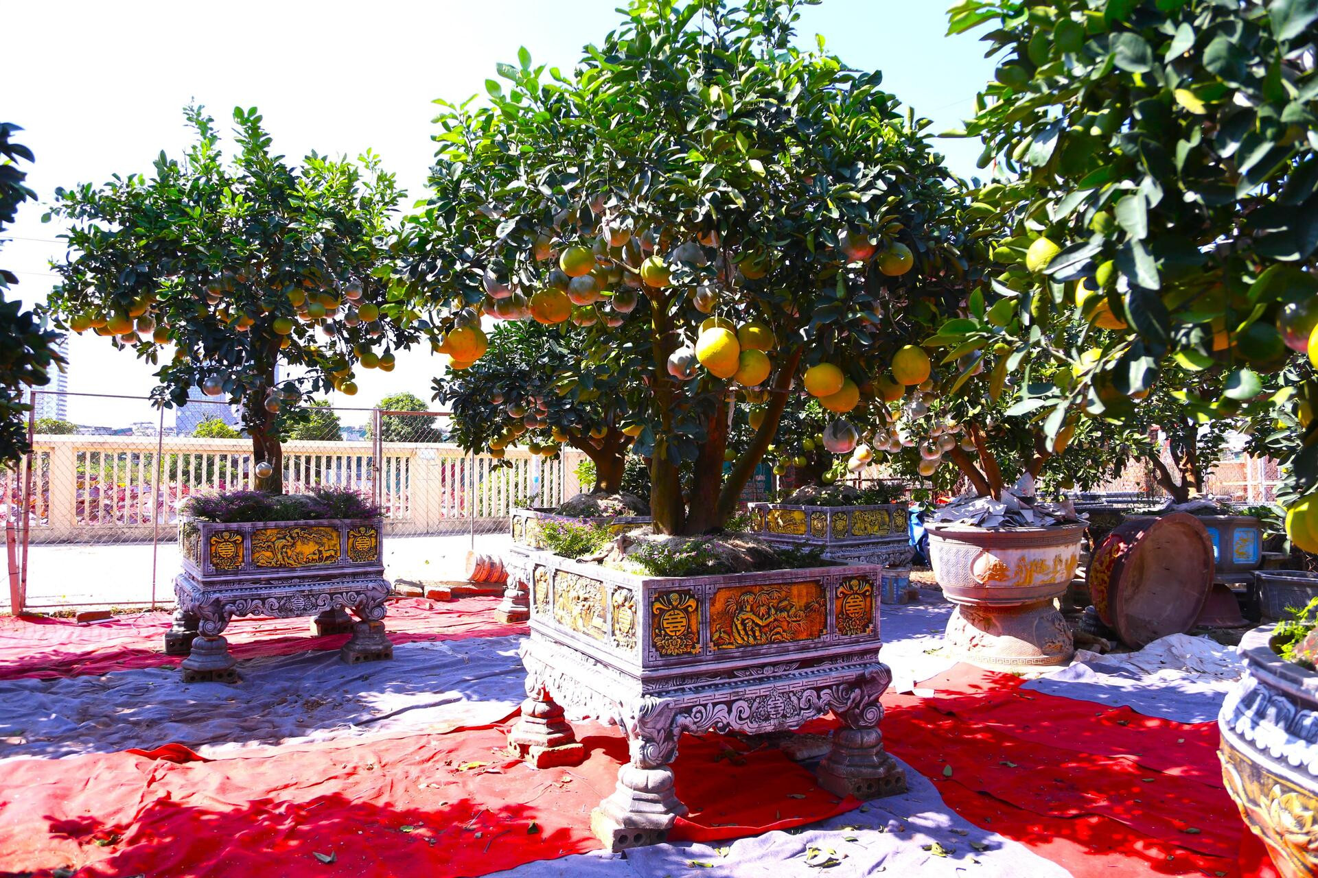 ក្រូចថ្លុងតម្លៃរាប់សិបលានដុង ត្រៀមជូនអតិថិជន 