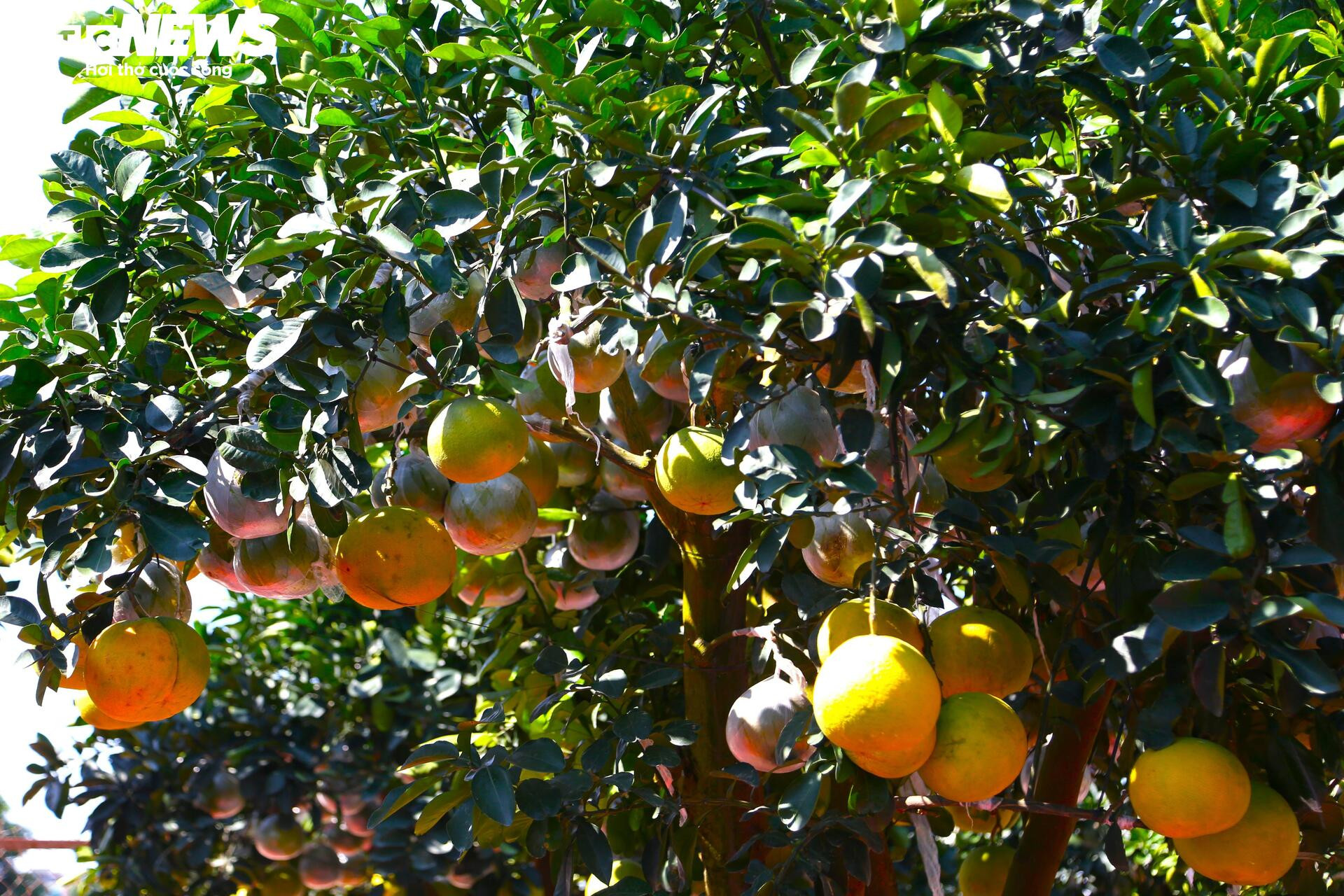 ក្រូចថ្លុងតម្លៃរាប់សិបលានដុង ត្រៀមជូនអតិថិជន 