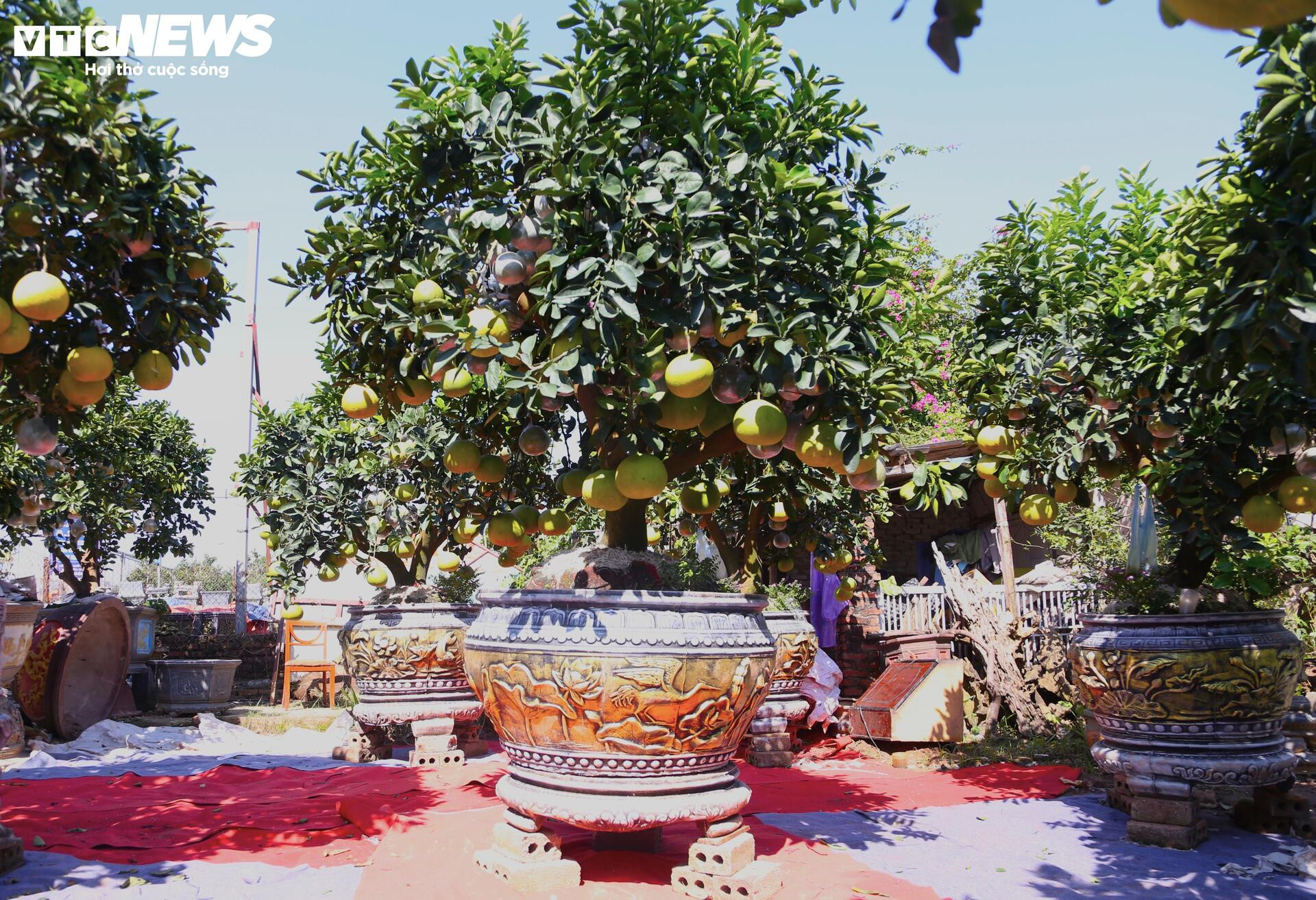 ក្រូចថ្លុងតម្លៃរាប់សិបលានដុង ត្រៀមជូនអតិថិជន 