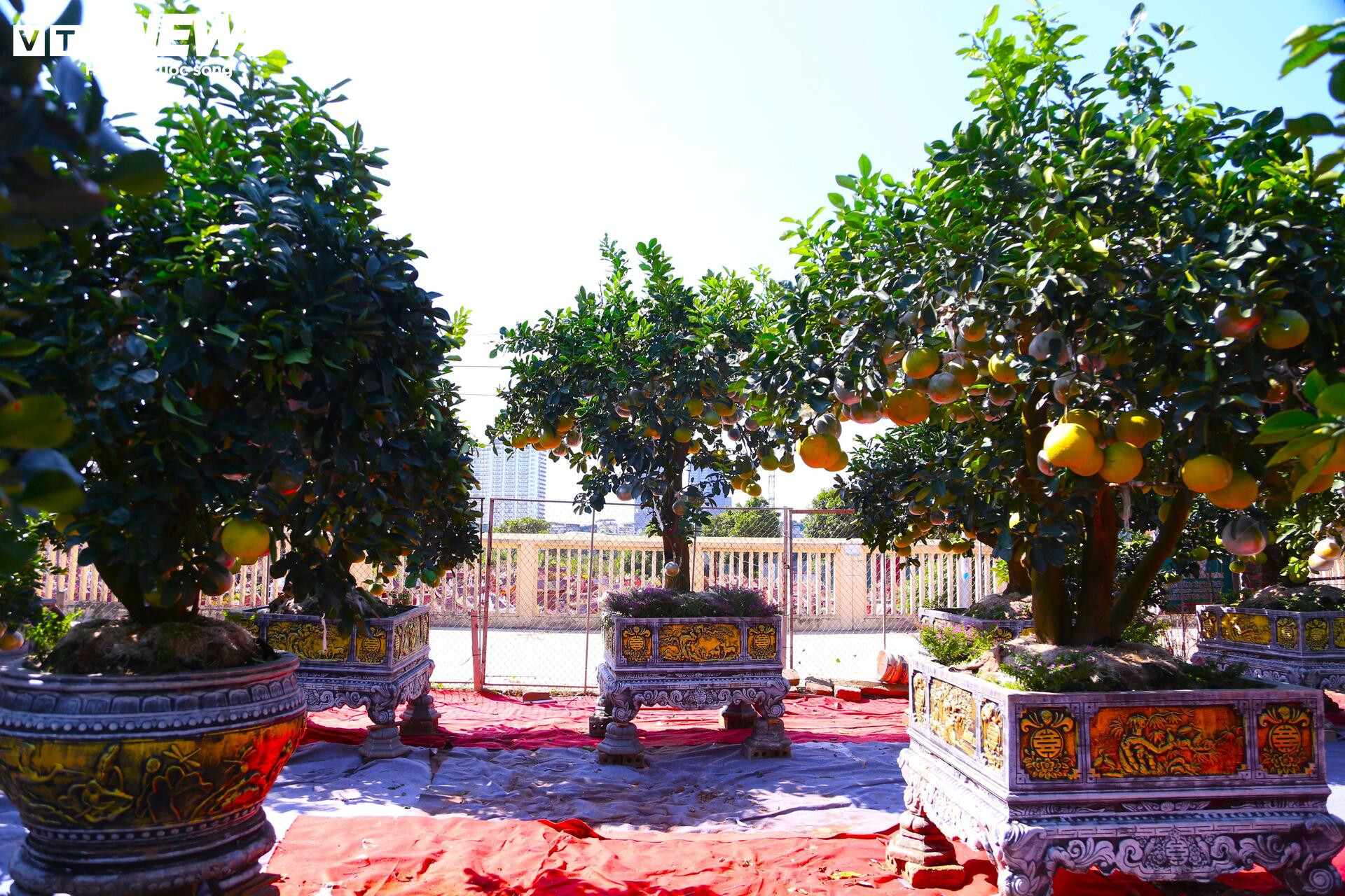 ក្រូចថ្លុងតម្លៃរាប់សិបលានដុង ត្រៀមជូនអតិថិជន 