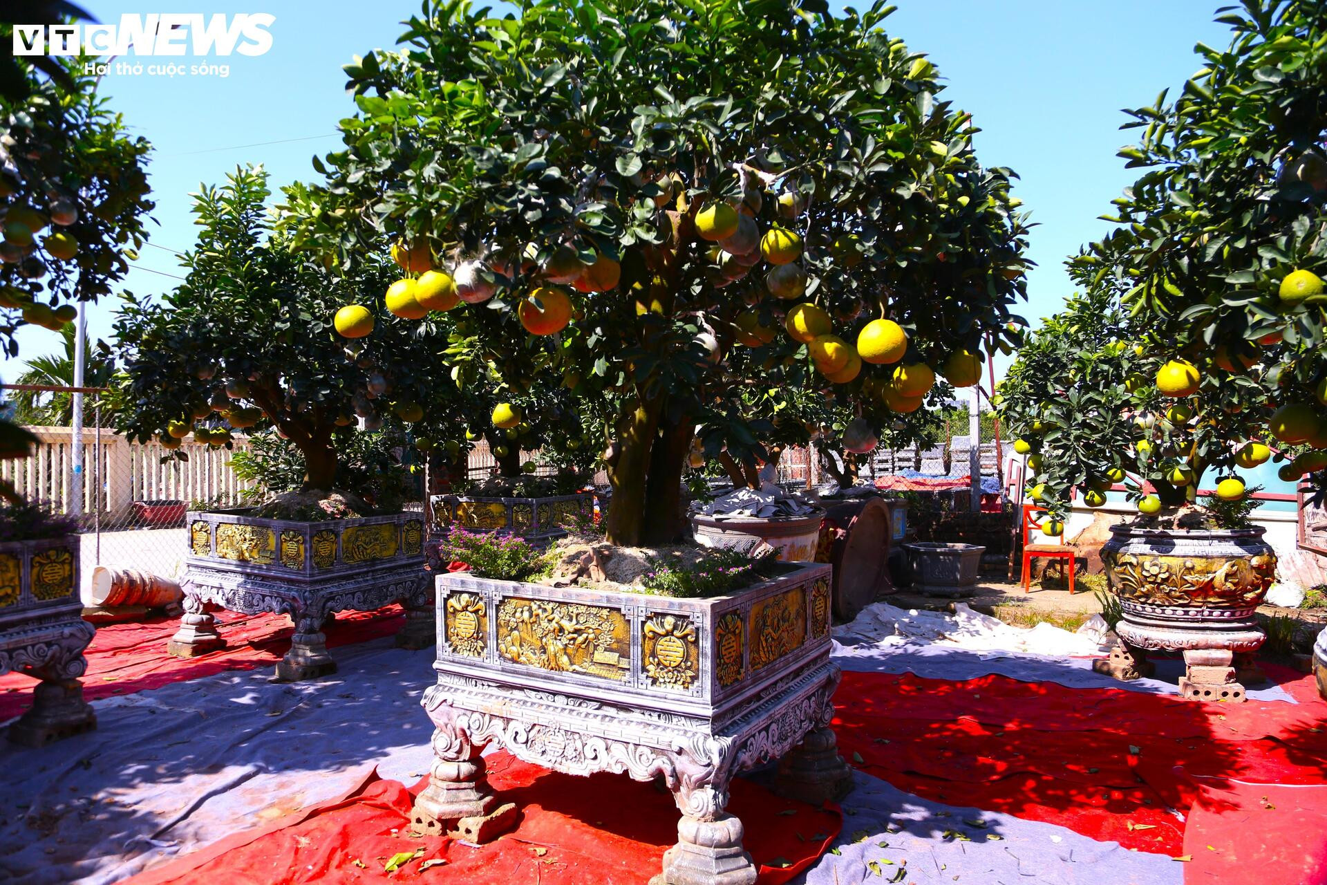 ក្រូចថ្លុងតម្លៃរាប់សិបលានដុង ត្រៀមជូនអតិថិជន 