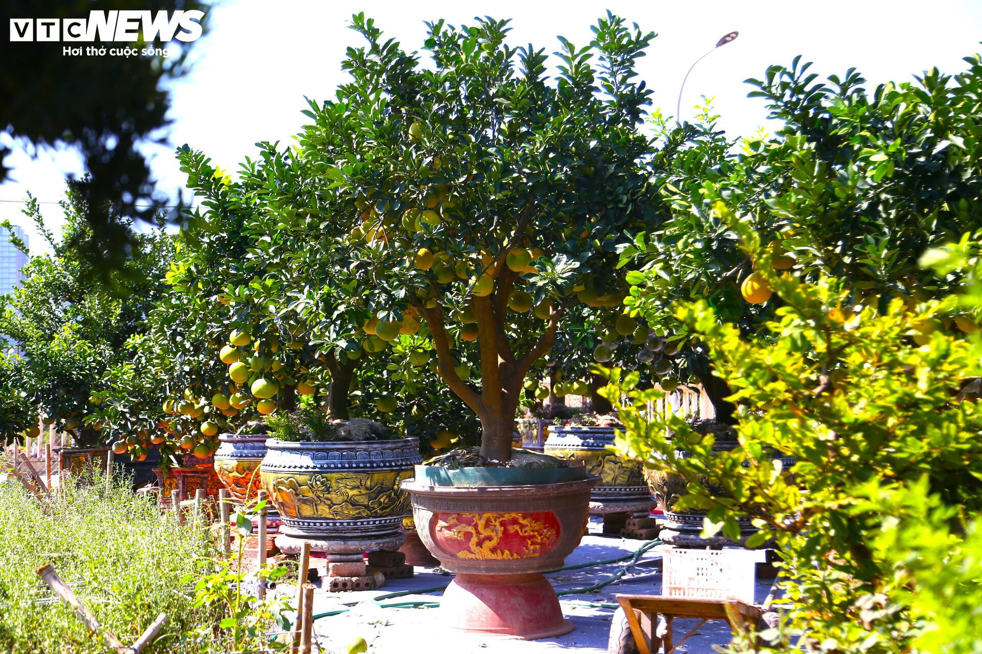 ក្រូចថ្លុងតម្លៃរាប់សិបលានដុង ត្រៀមជូនអតិថិជន 