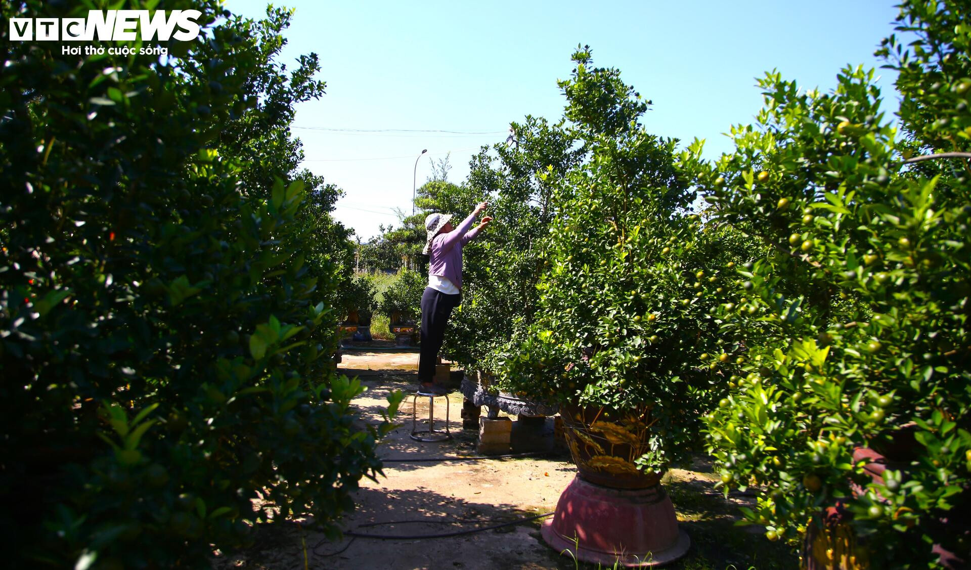 ក្រូចថ្លុងតម្លៃរាប់សិបលានដុង ត្រៀមជូនអតិថិជន 