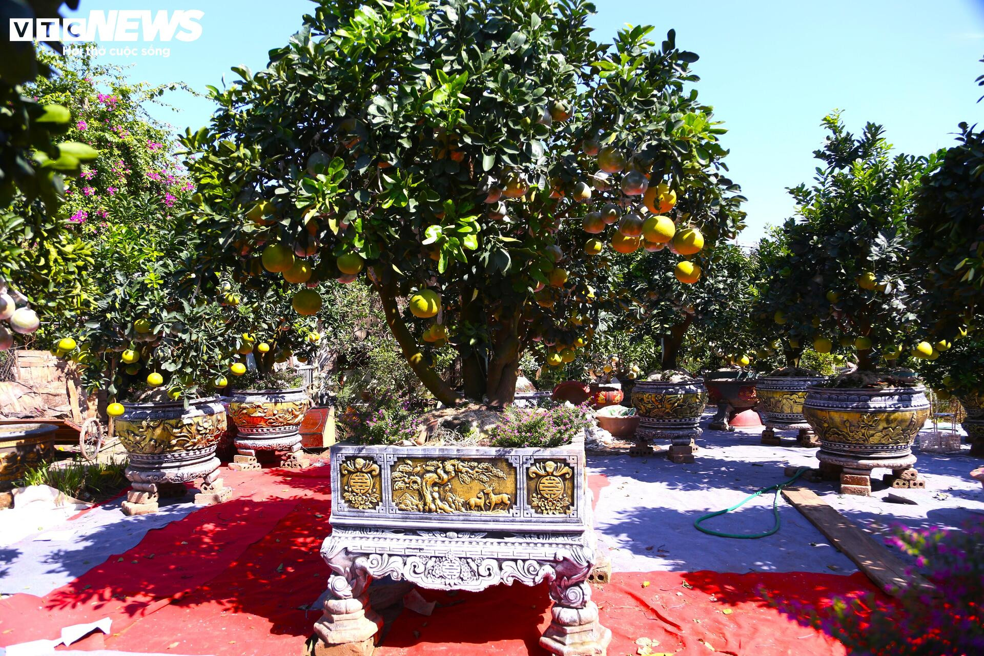 ក្រូចថ្លុង​តម្លៃ​រាប់​លាន​ដុង​ត្រៀម​សម្រាប់​អតិថិជន​យក​ទៅ​ផ្ទះ​ដើម្បី​អបអរ​បុណ្យ​តេត - 4