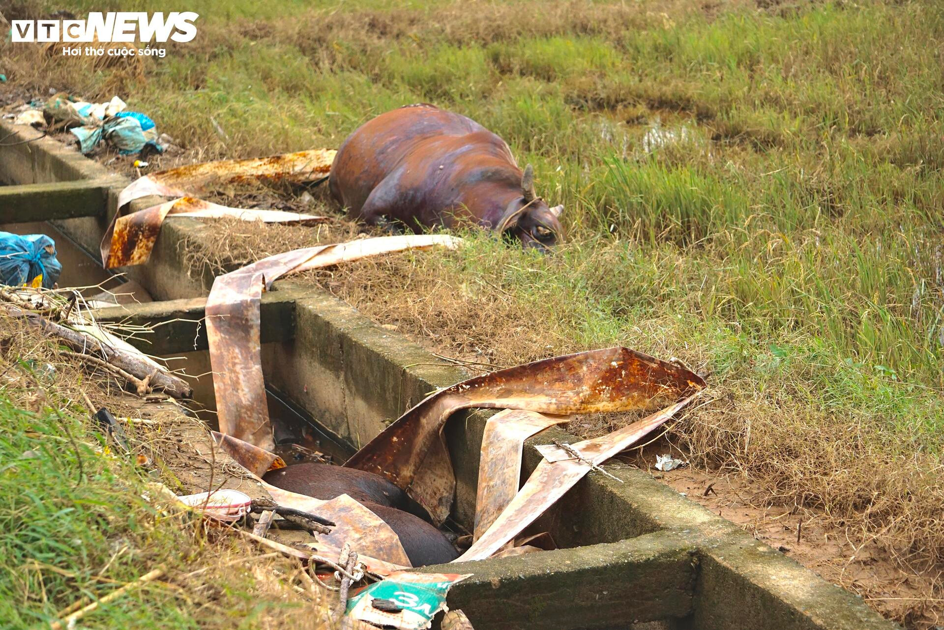 'Rốn lũ' Hoà Thịnh 6 ngày sau 'đại hồng thuỷ': Hoang tàn và trĩu nặng lo âu - 3