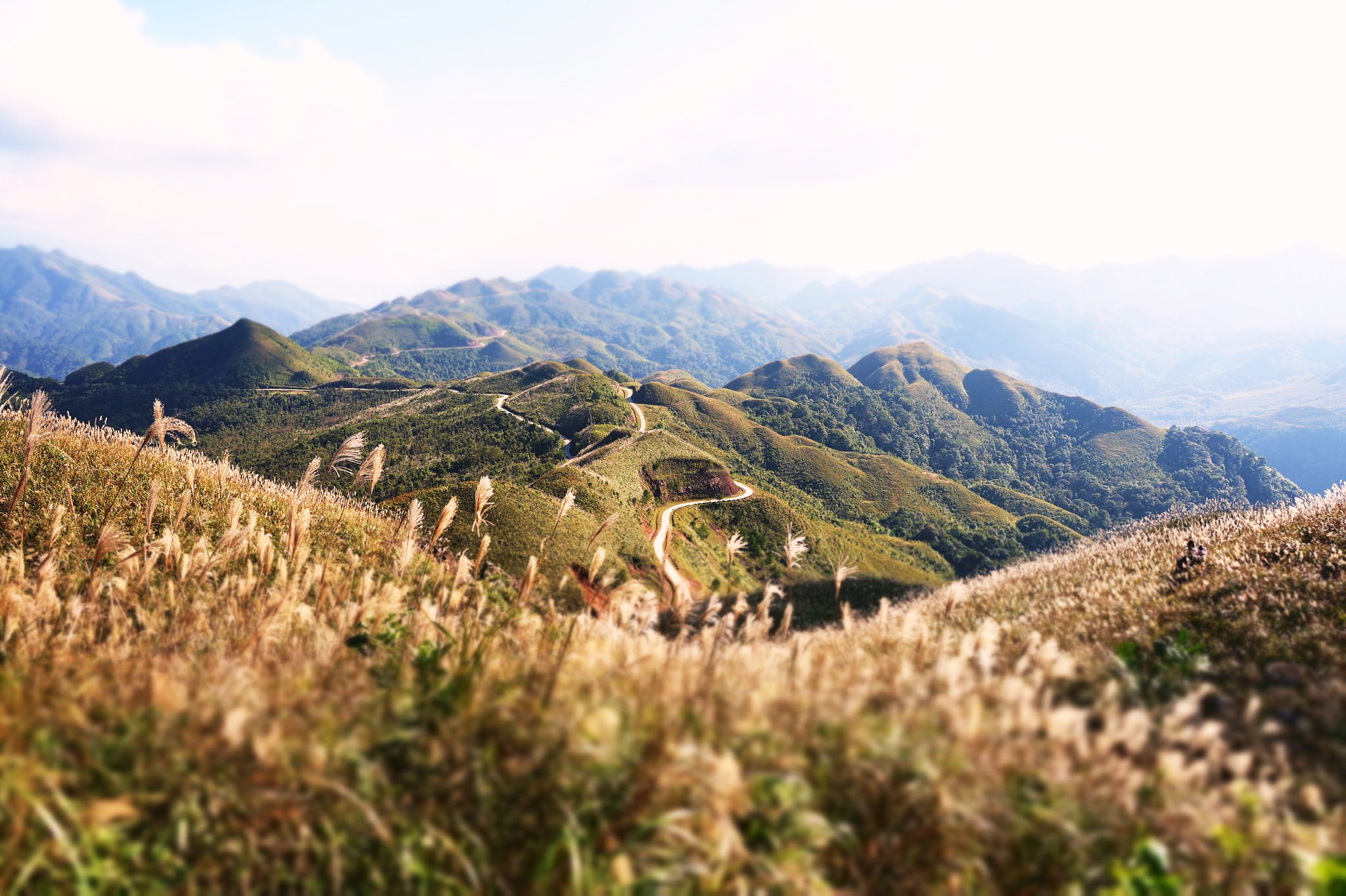 Về Quảng Ninh ngắm cỏ lau 'thức giấc' trên dải biên cương Bình Liêu - 4