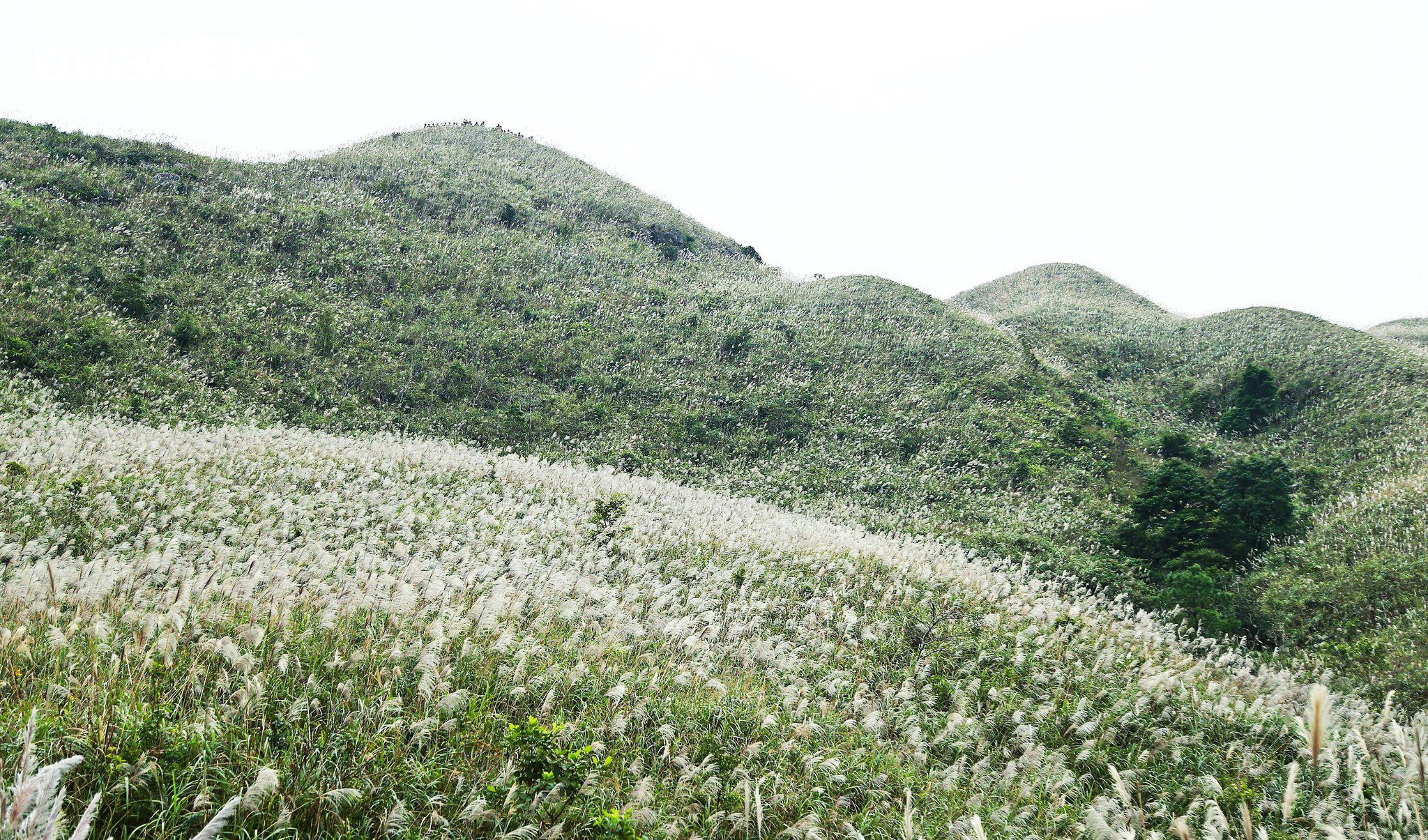 Về Quảng Ninh ngắm cỏ lau 'thức giấc' trên dải biên cương Bình Liêu - 1